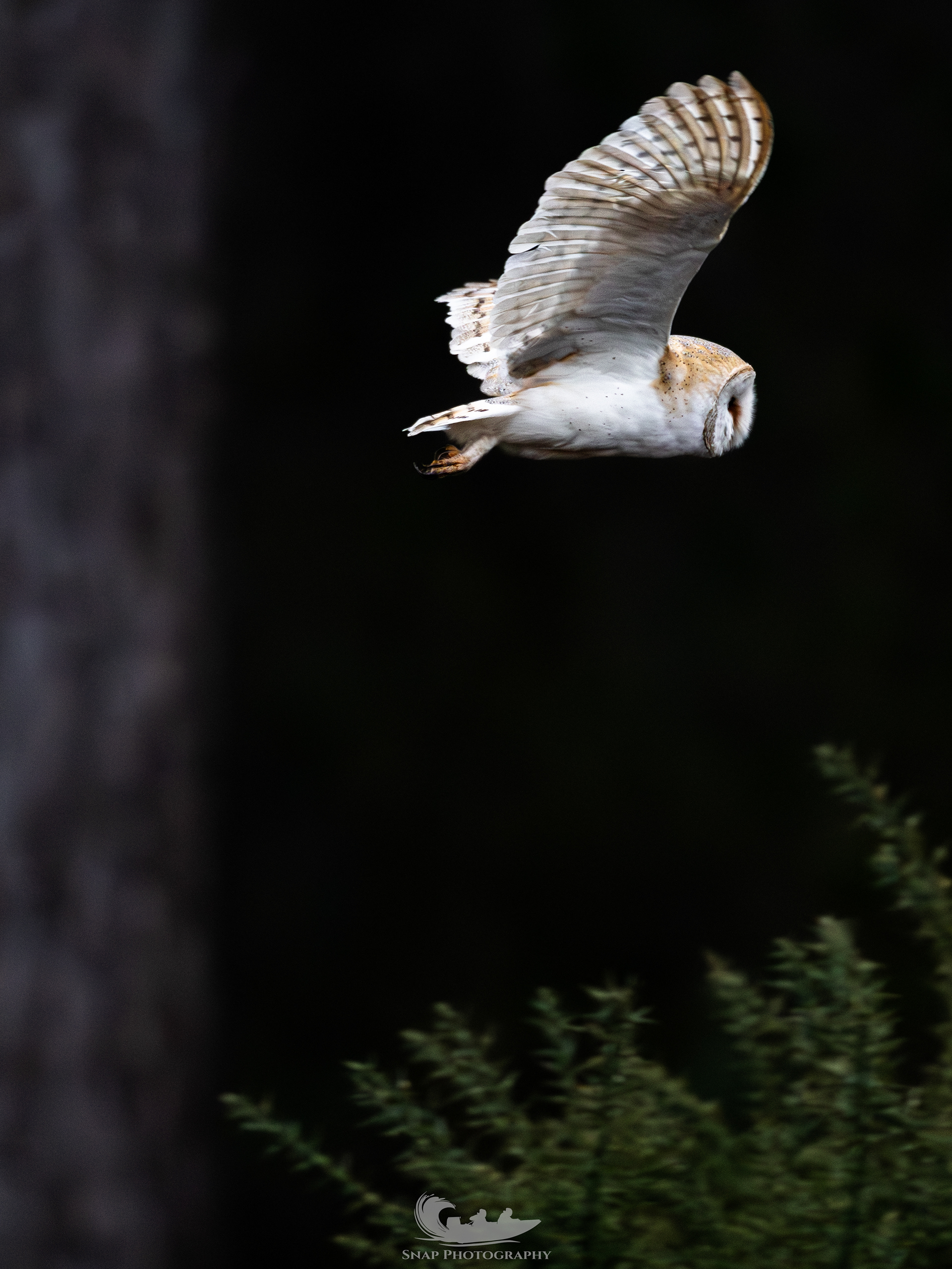 Barn owl