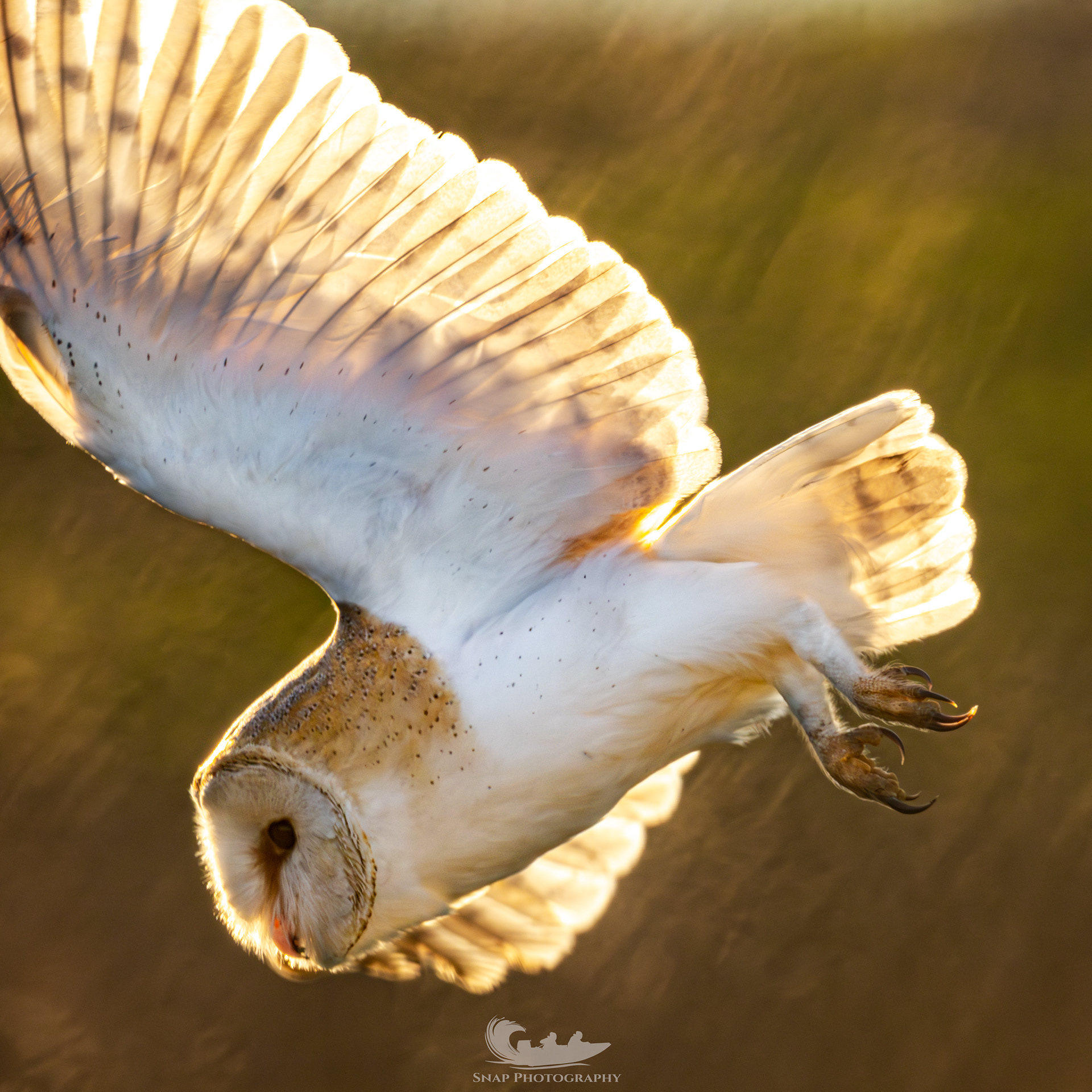 Barn Owl