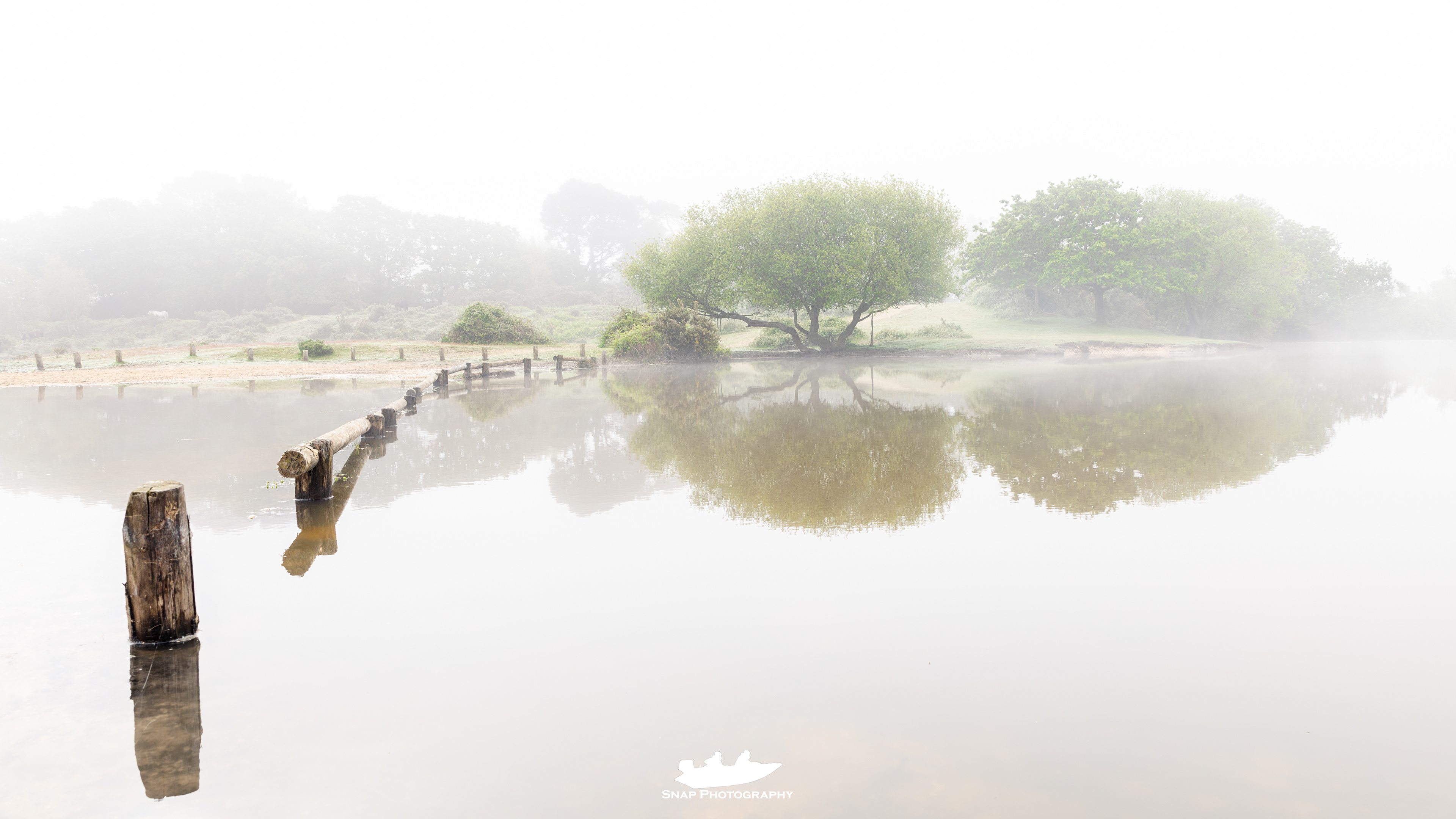 Misty morning in the New Forest