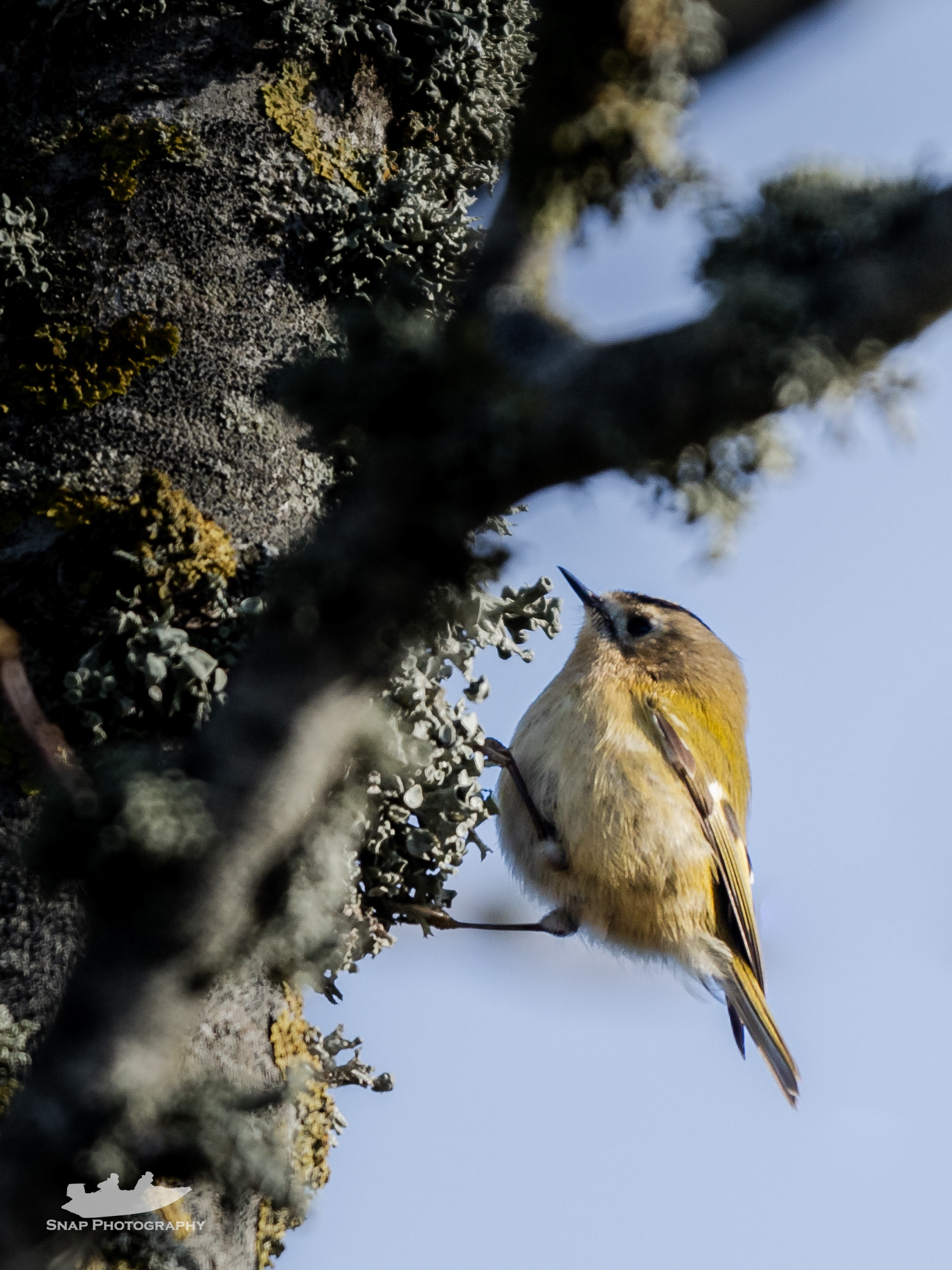 Goldcrest 