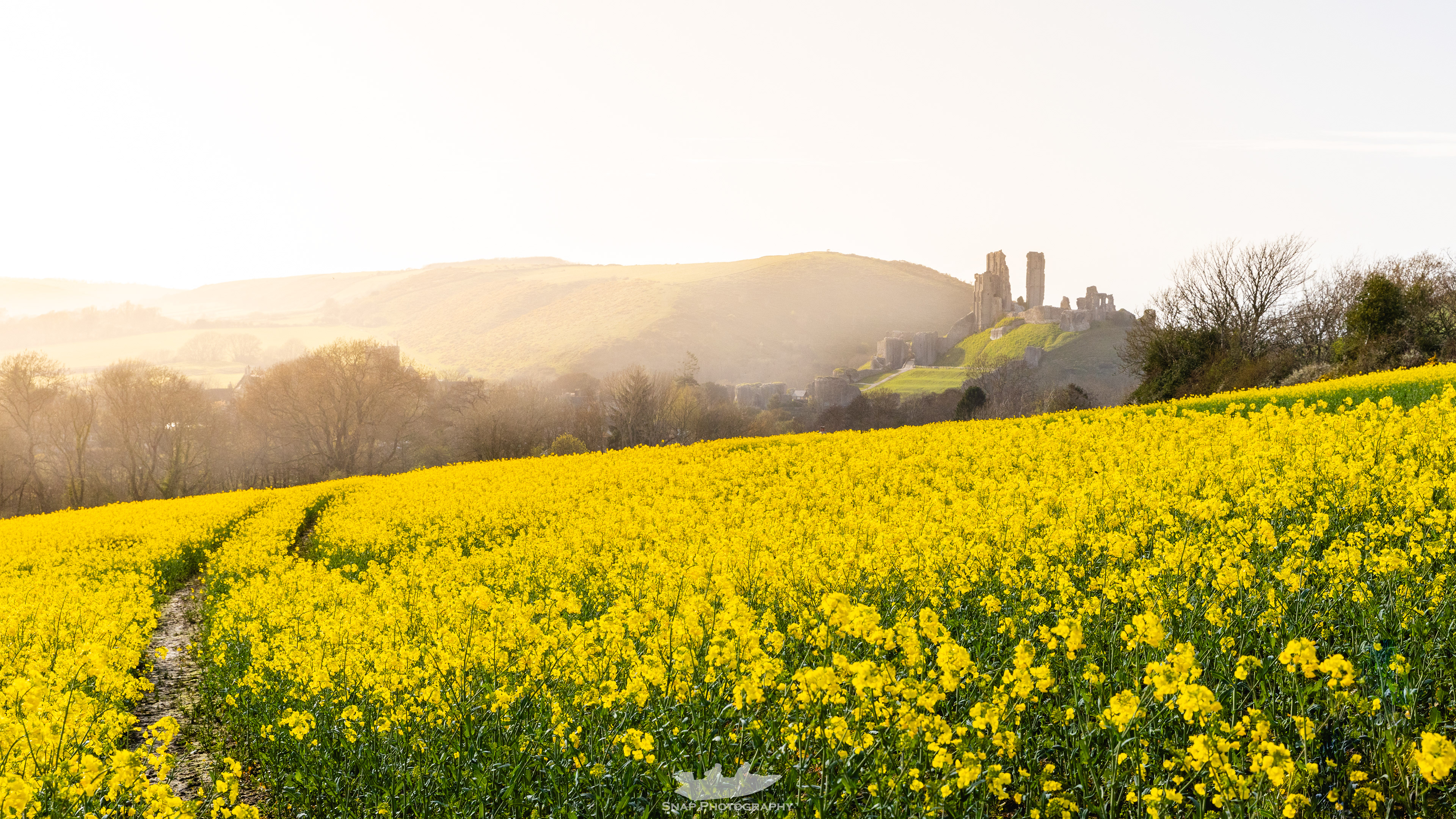 Rapeseed field near Corfe Castle
