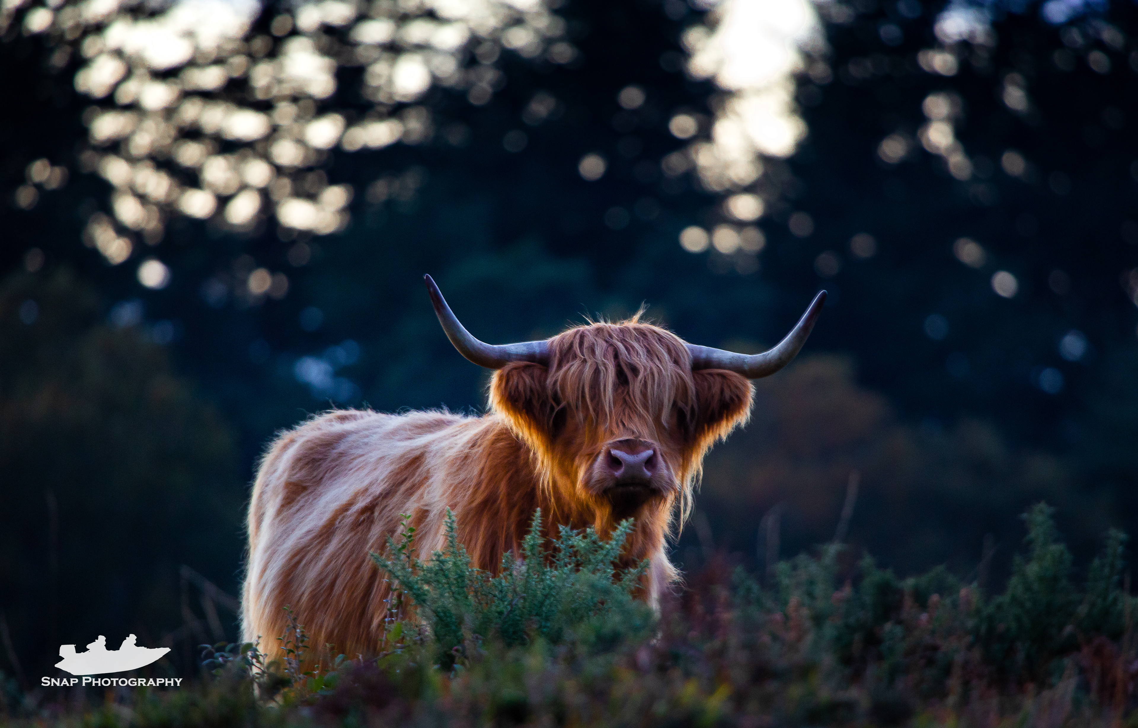 Highland Cattle