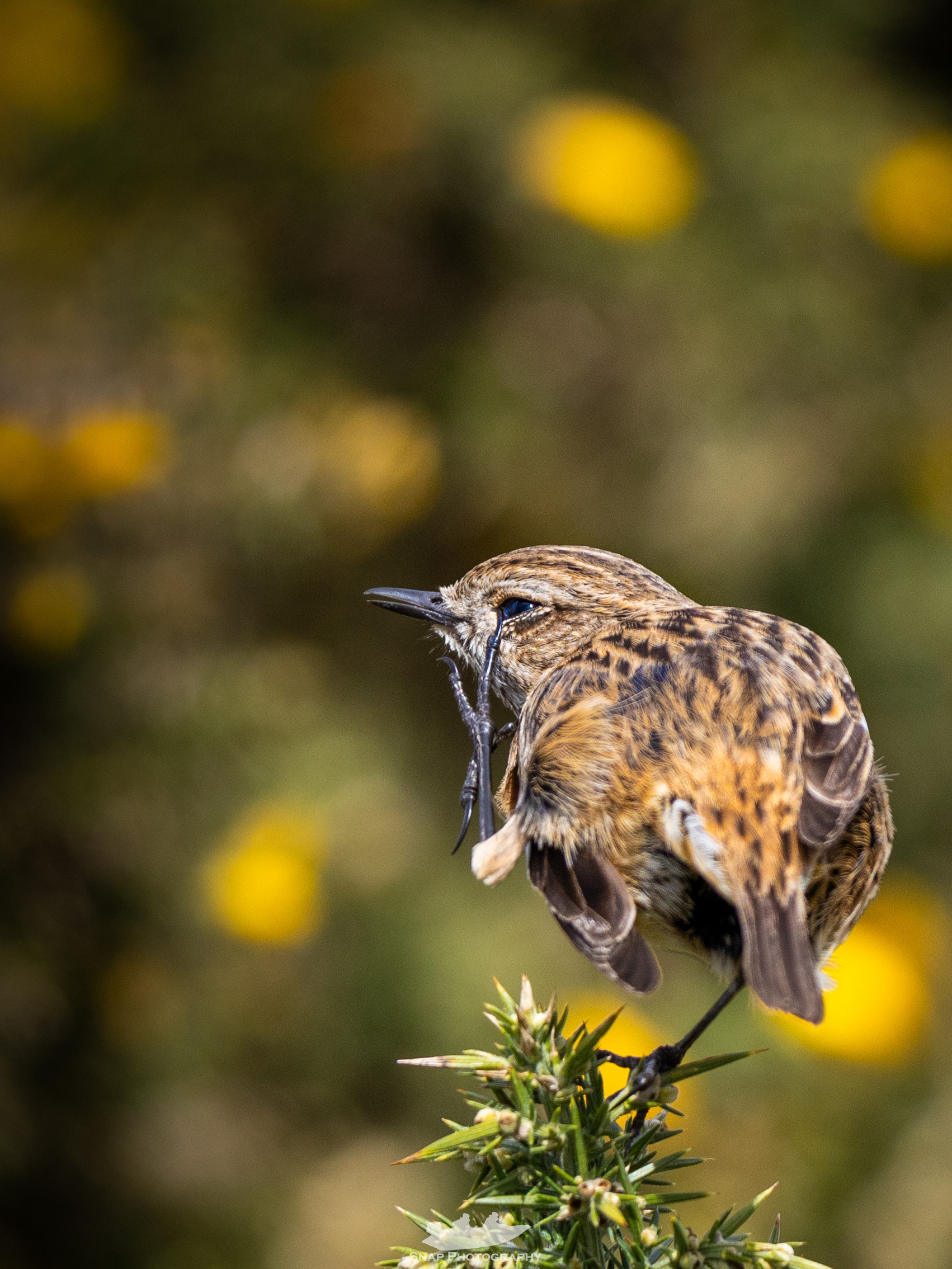 Stonechat