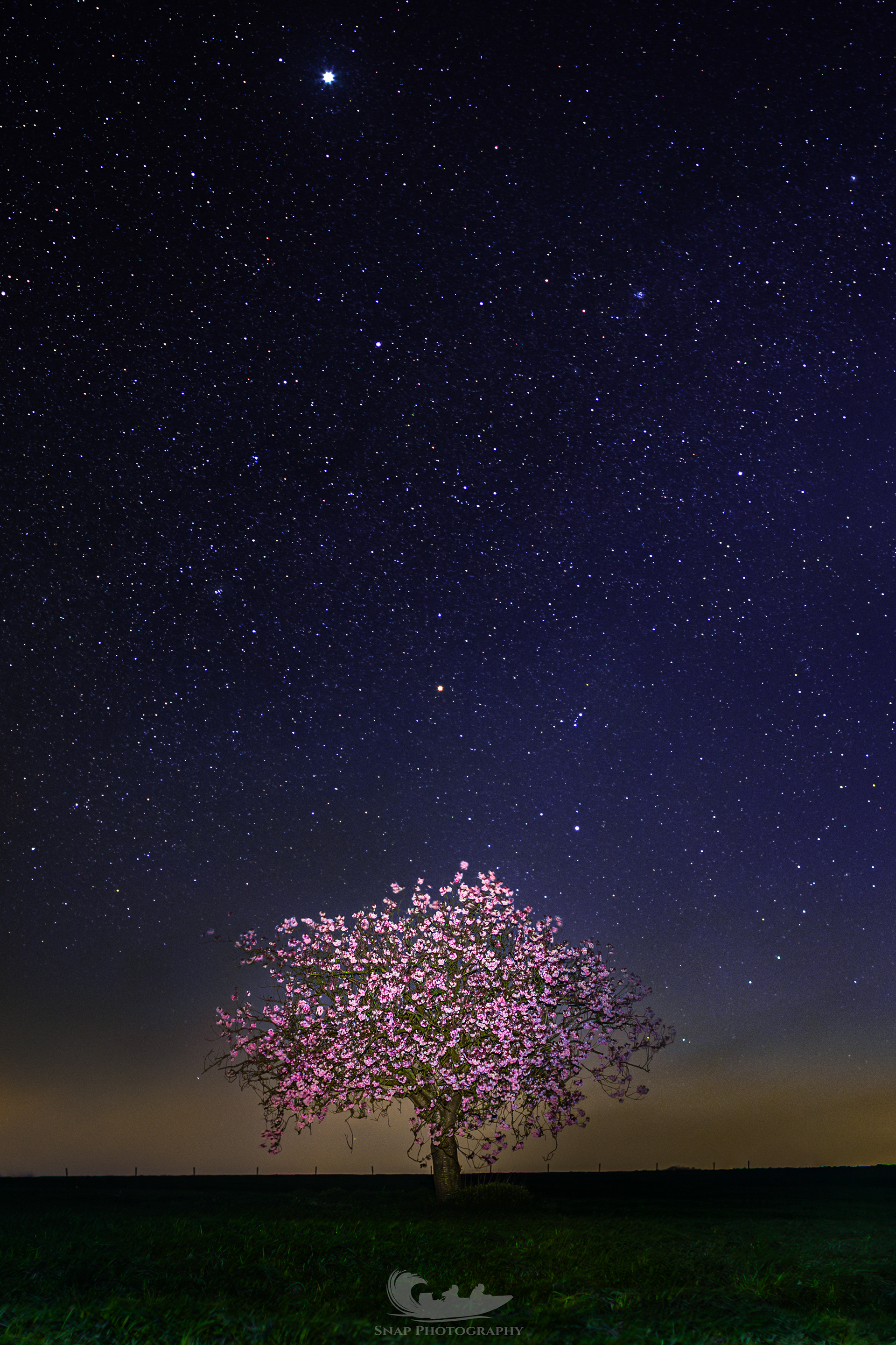 Lone Cherry Blossom under the stars