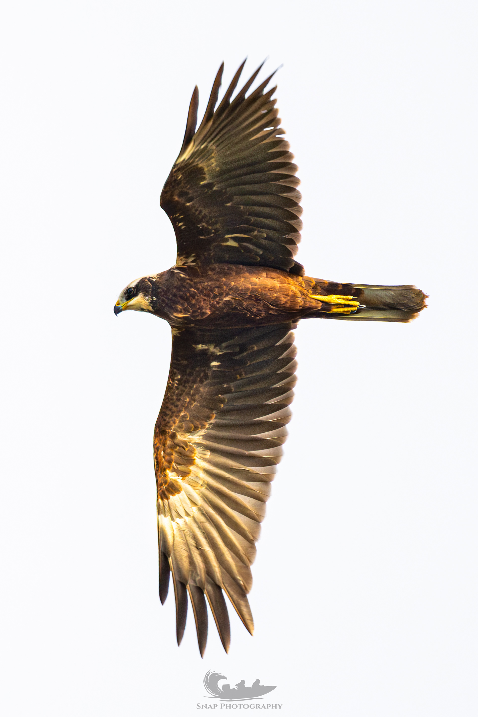 Marsh Harrier