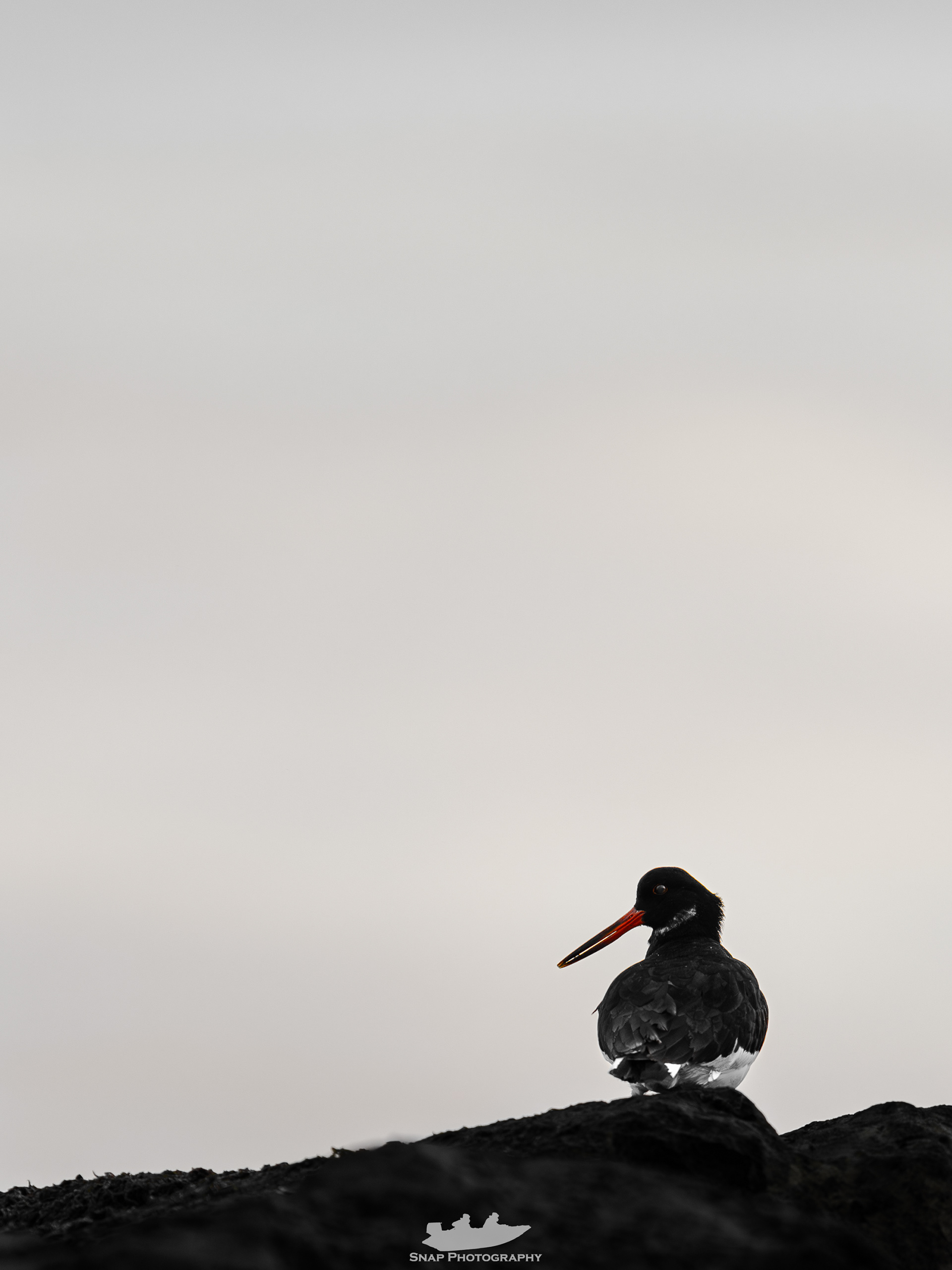Oystercatcher 