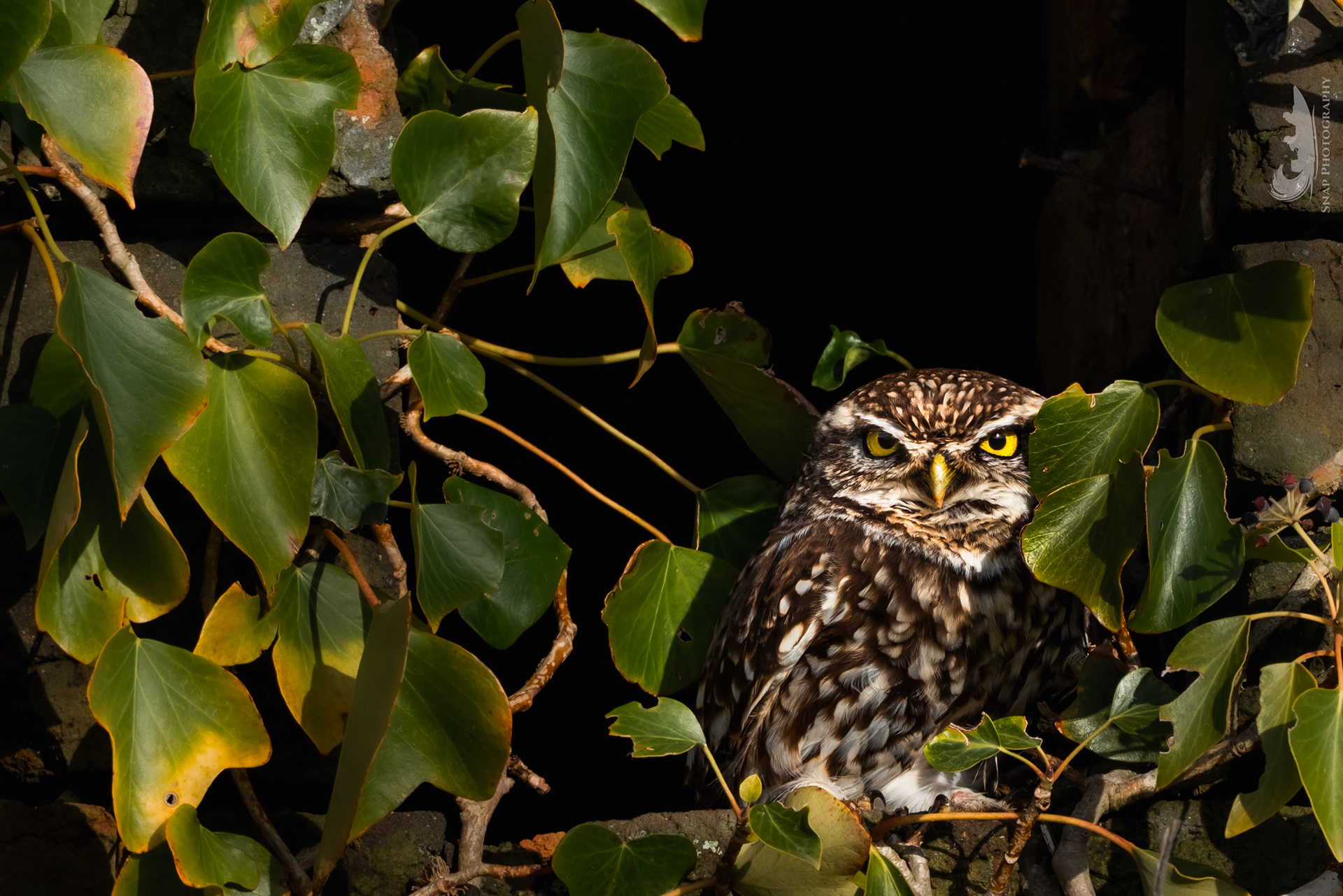 Little Owl