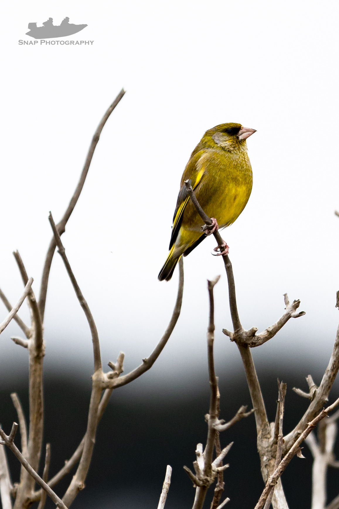 Greenfinch