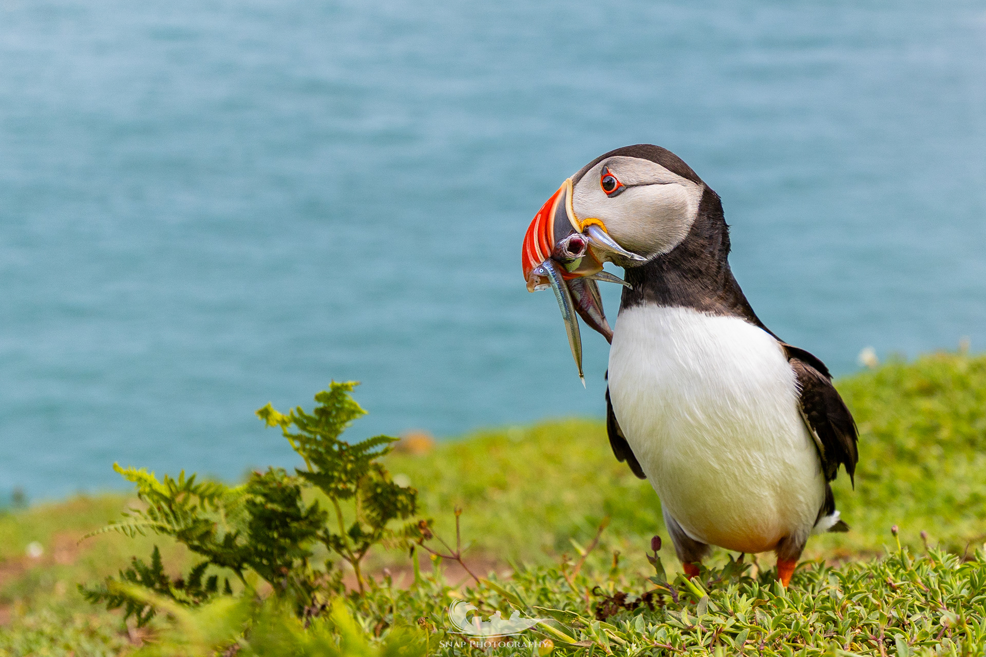 Skomer Island 
