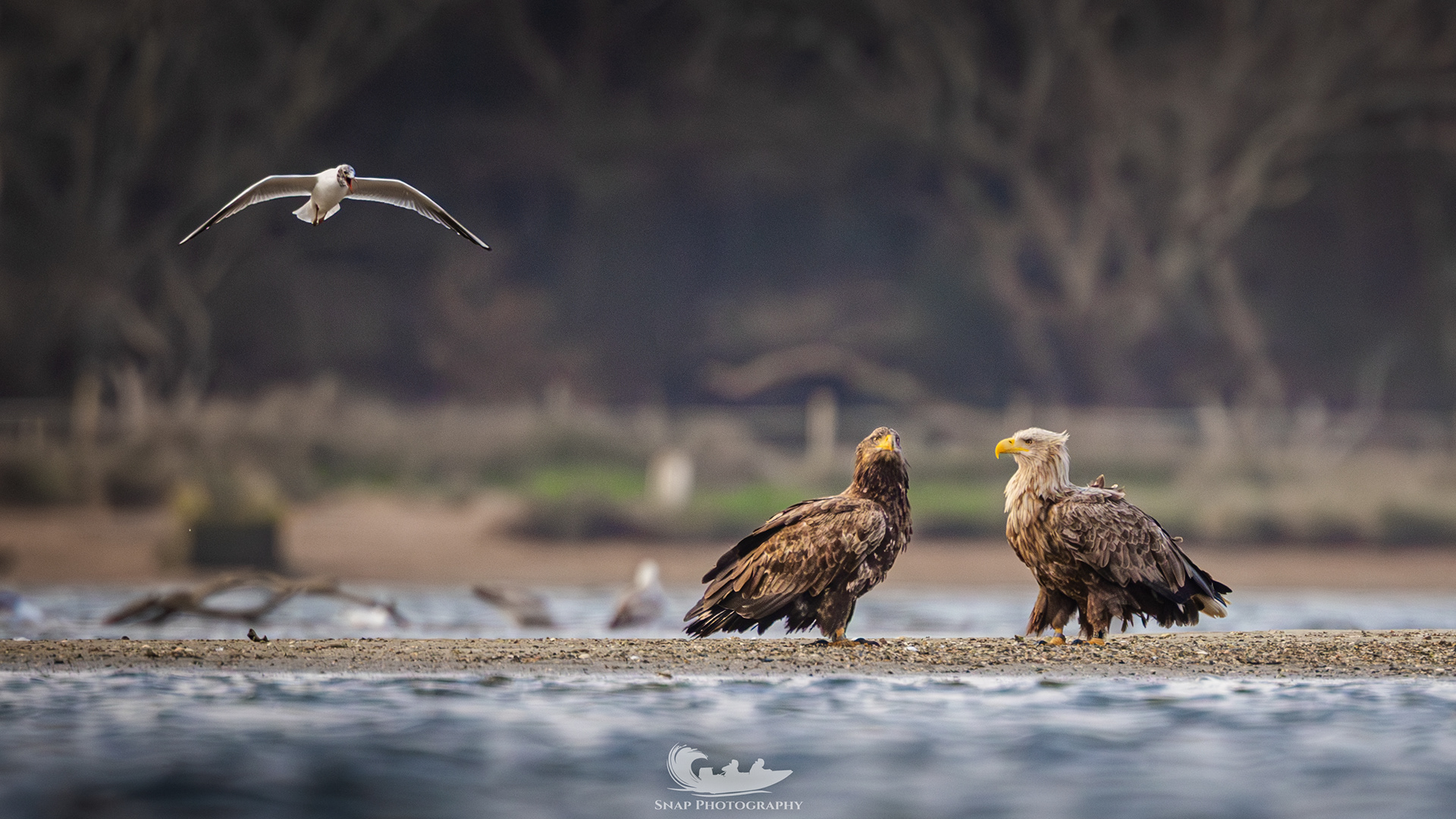 Two White Tailed Eagles in Christchurch harbour