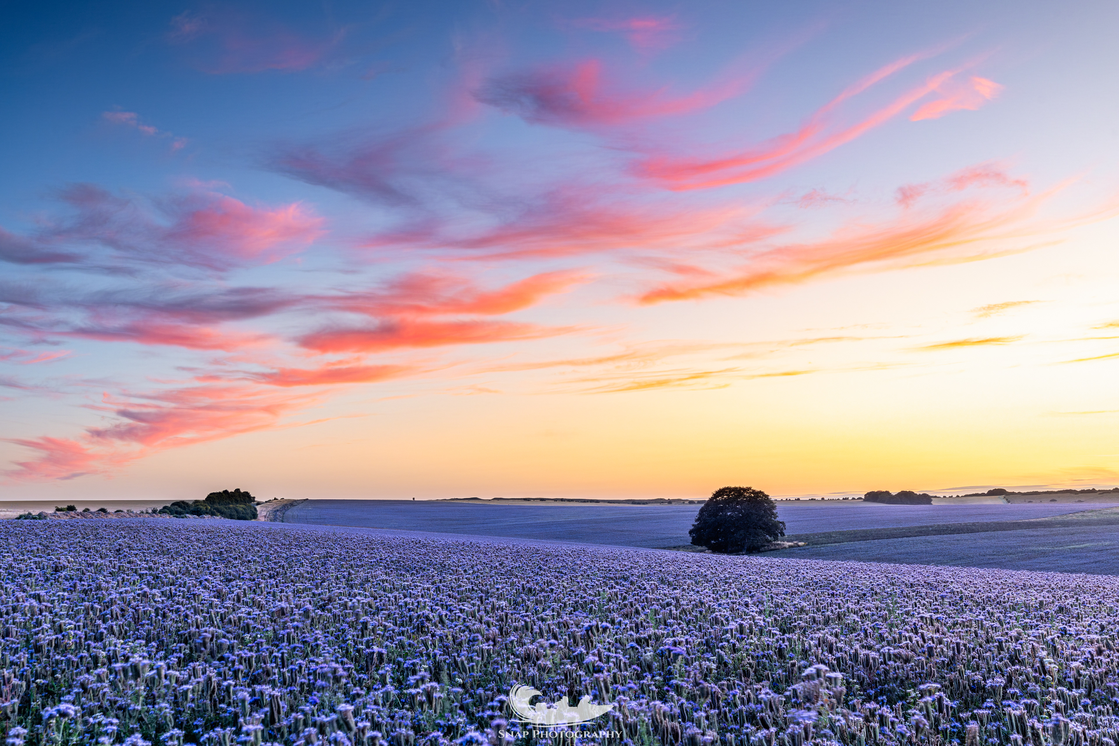 Phacelia fields, Wiltshire