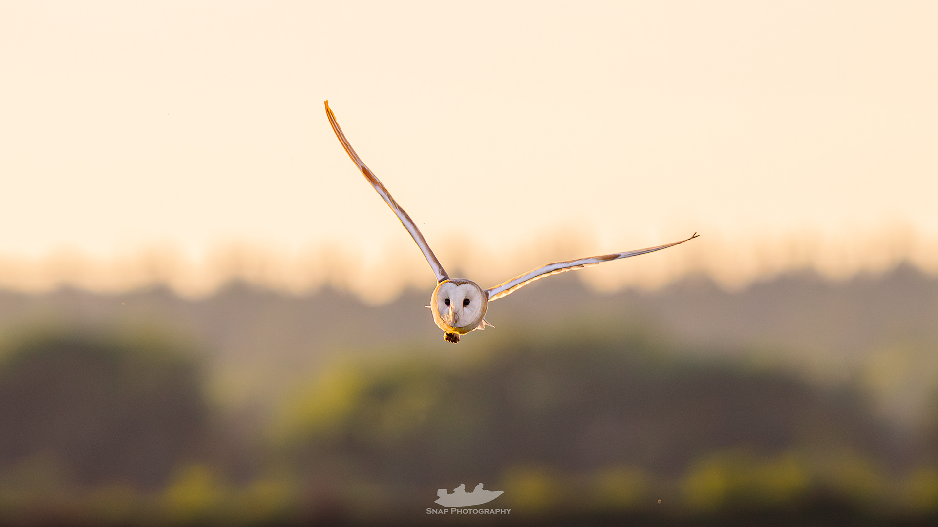 My first Barn Owl. 