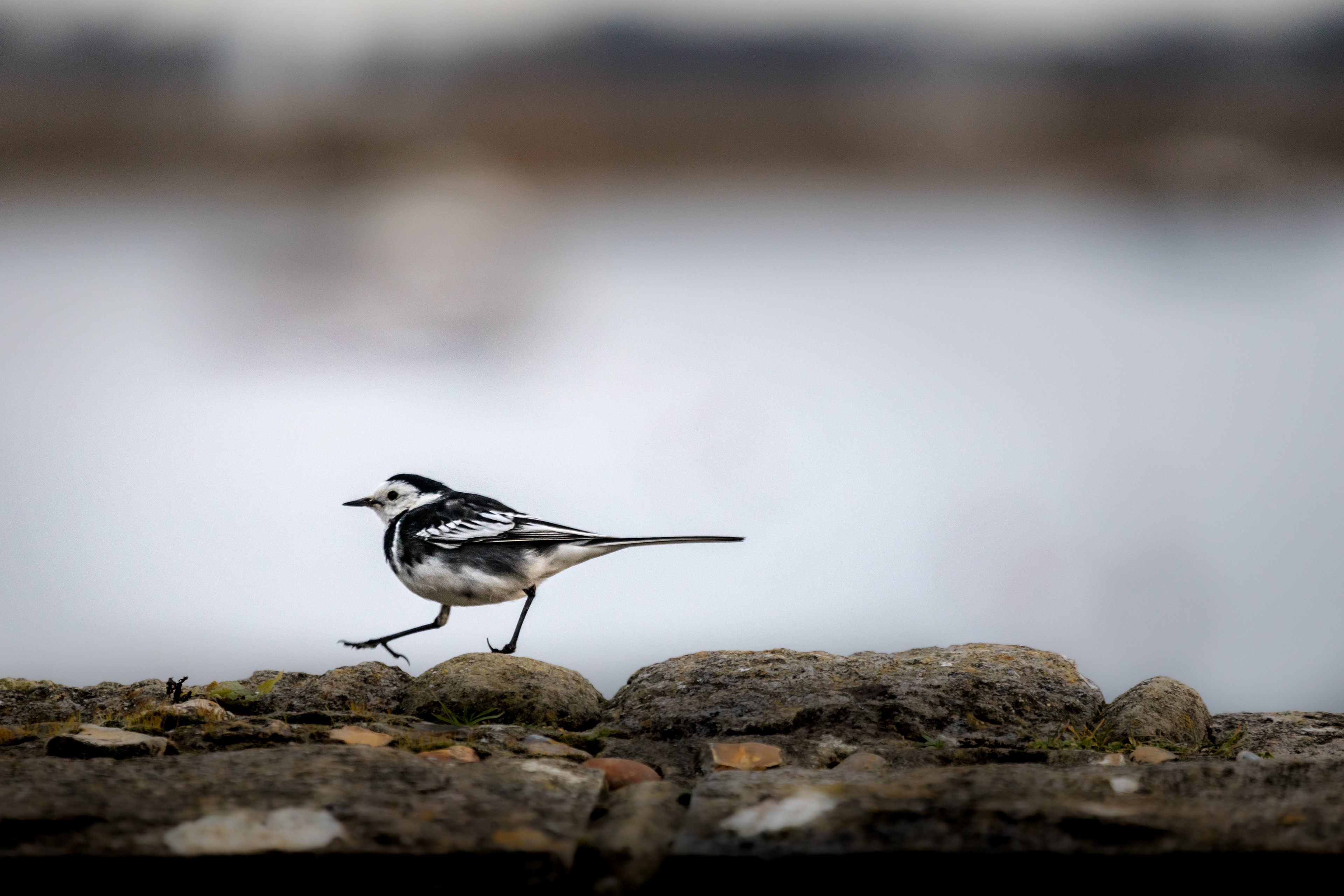 Pied wagtail