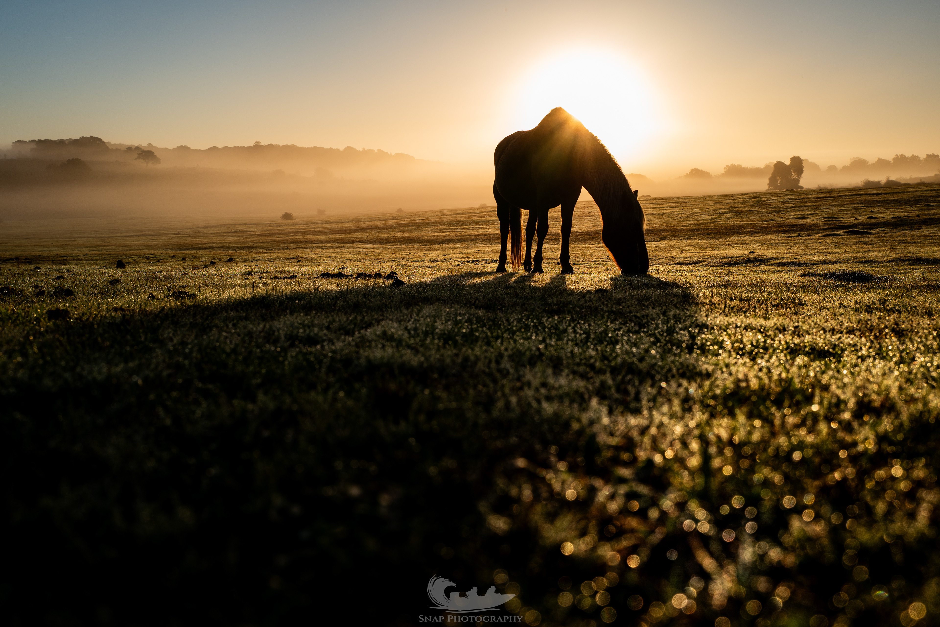 Misty New Forest