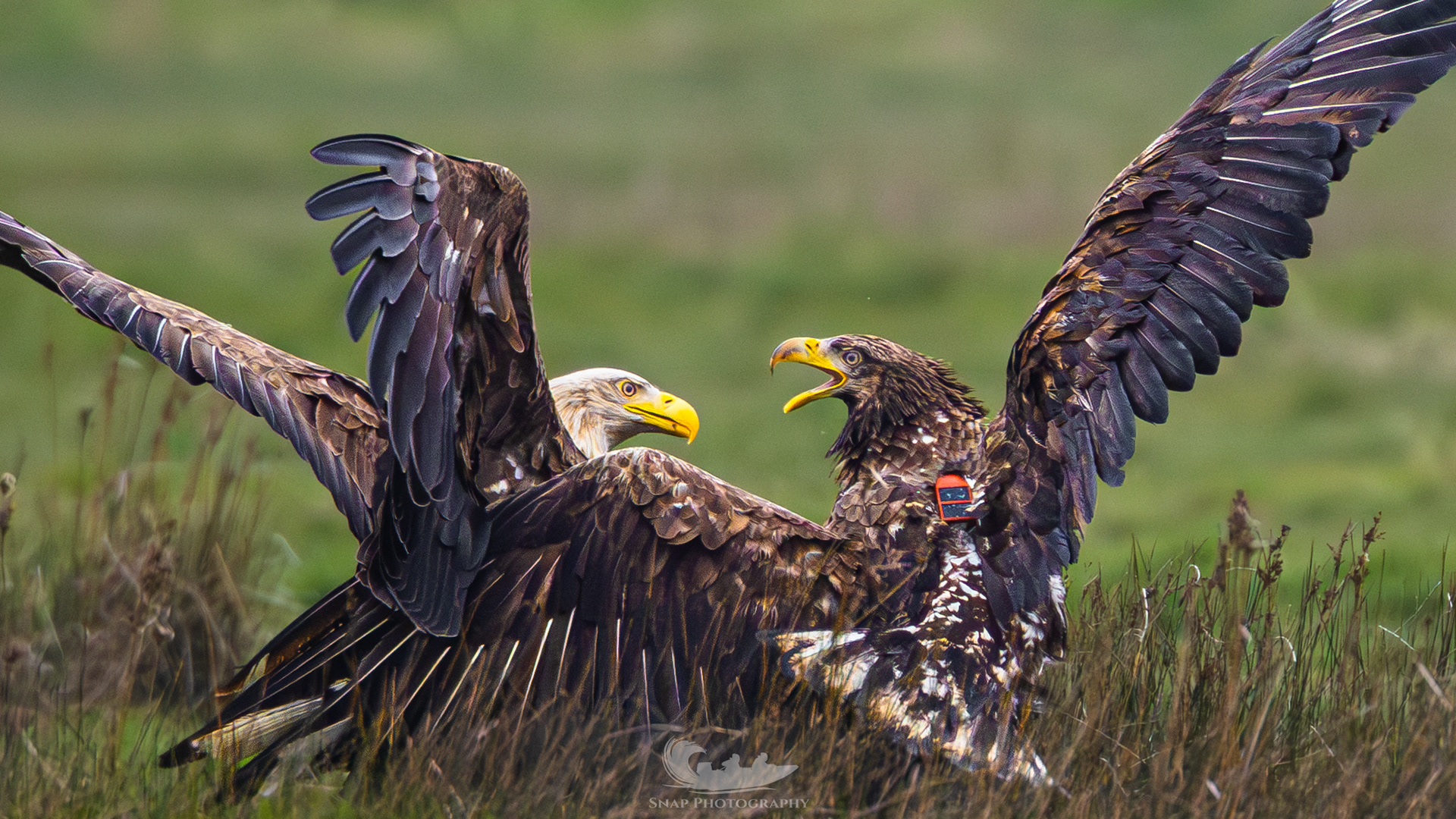 Christchurch harbour White Tailed Eagles