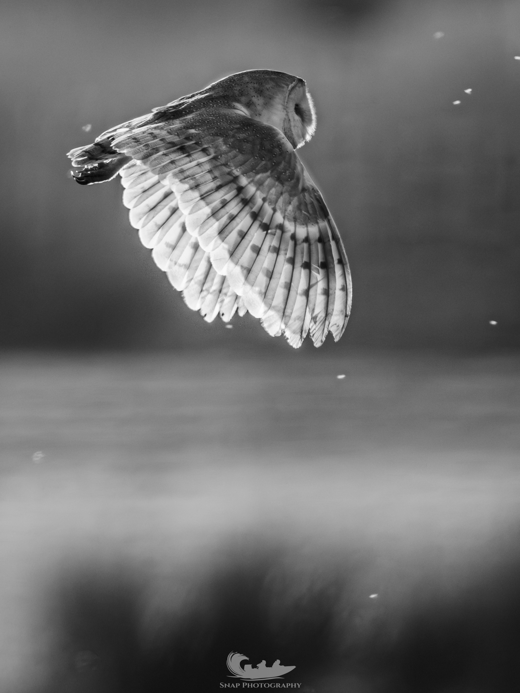 Barn Owl
