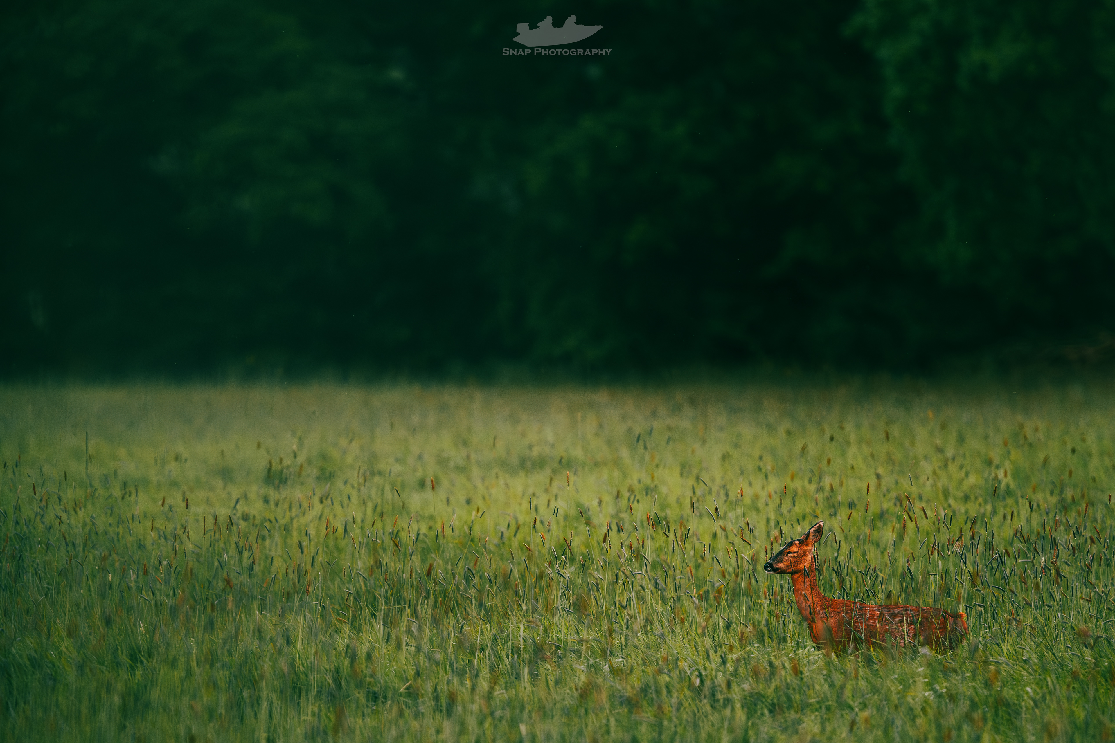 Snoozing Deer 