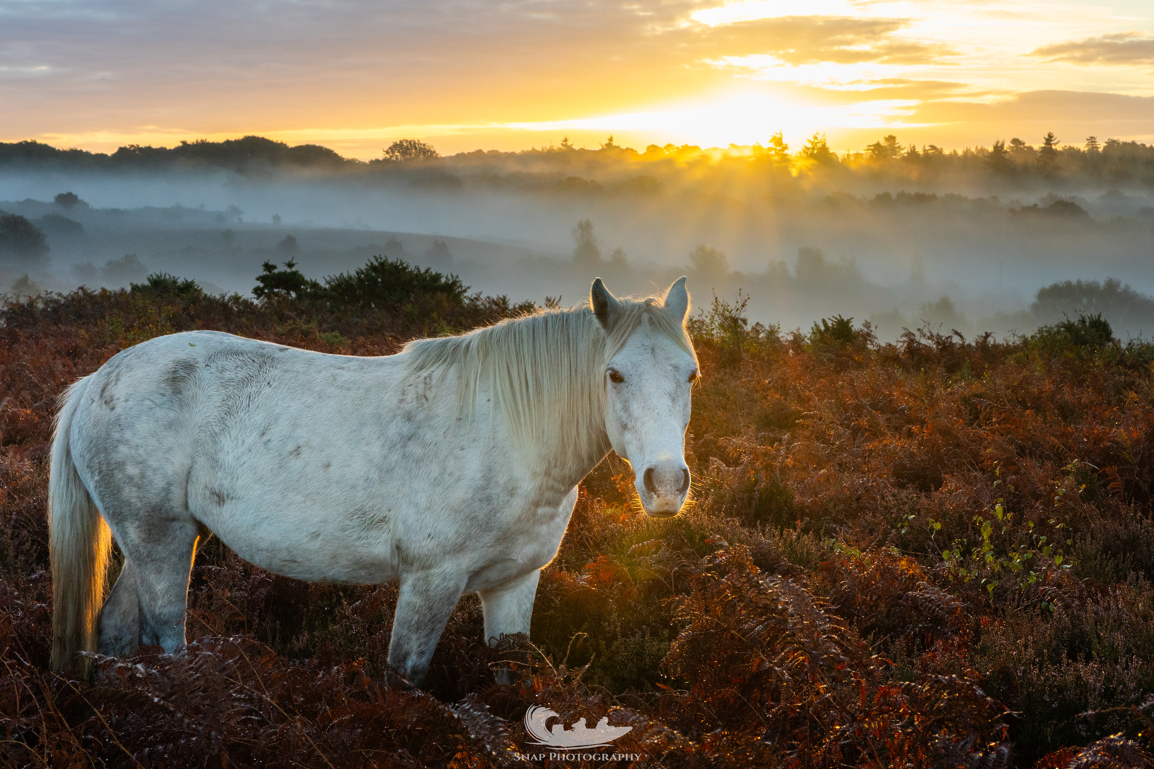 New Forest Pony sunrise