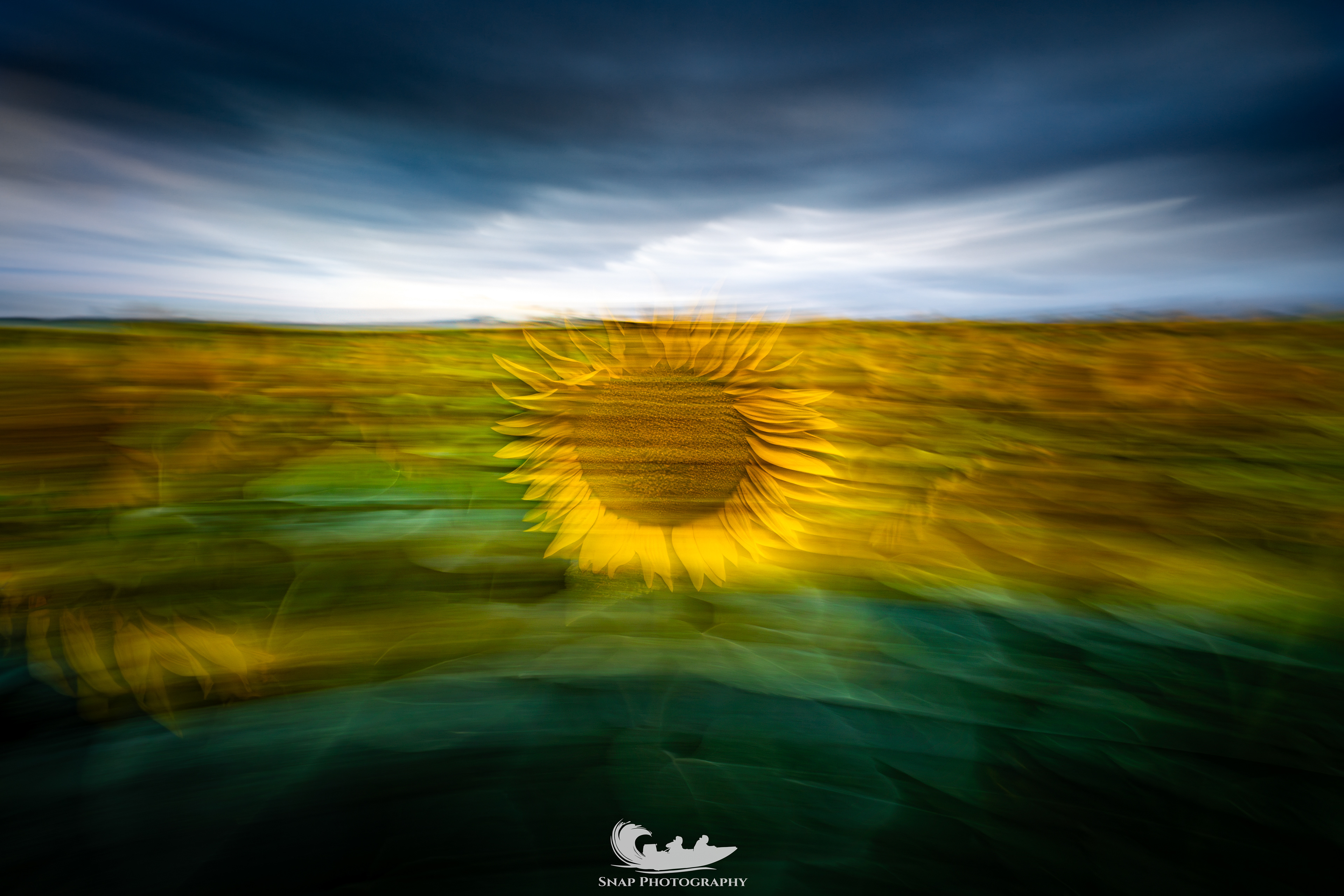 Sunflower fields in Horton
