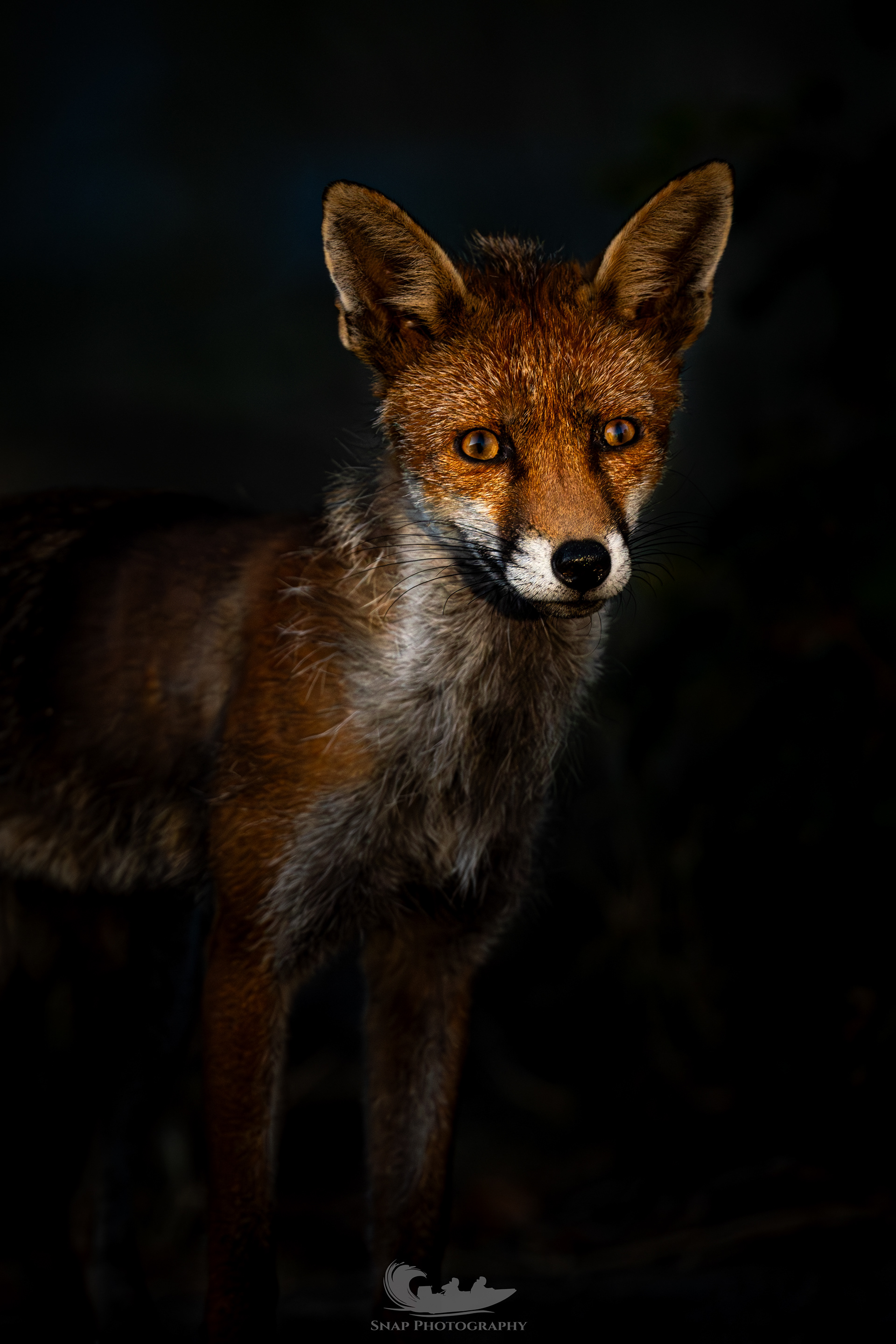 Foxy