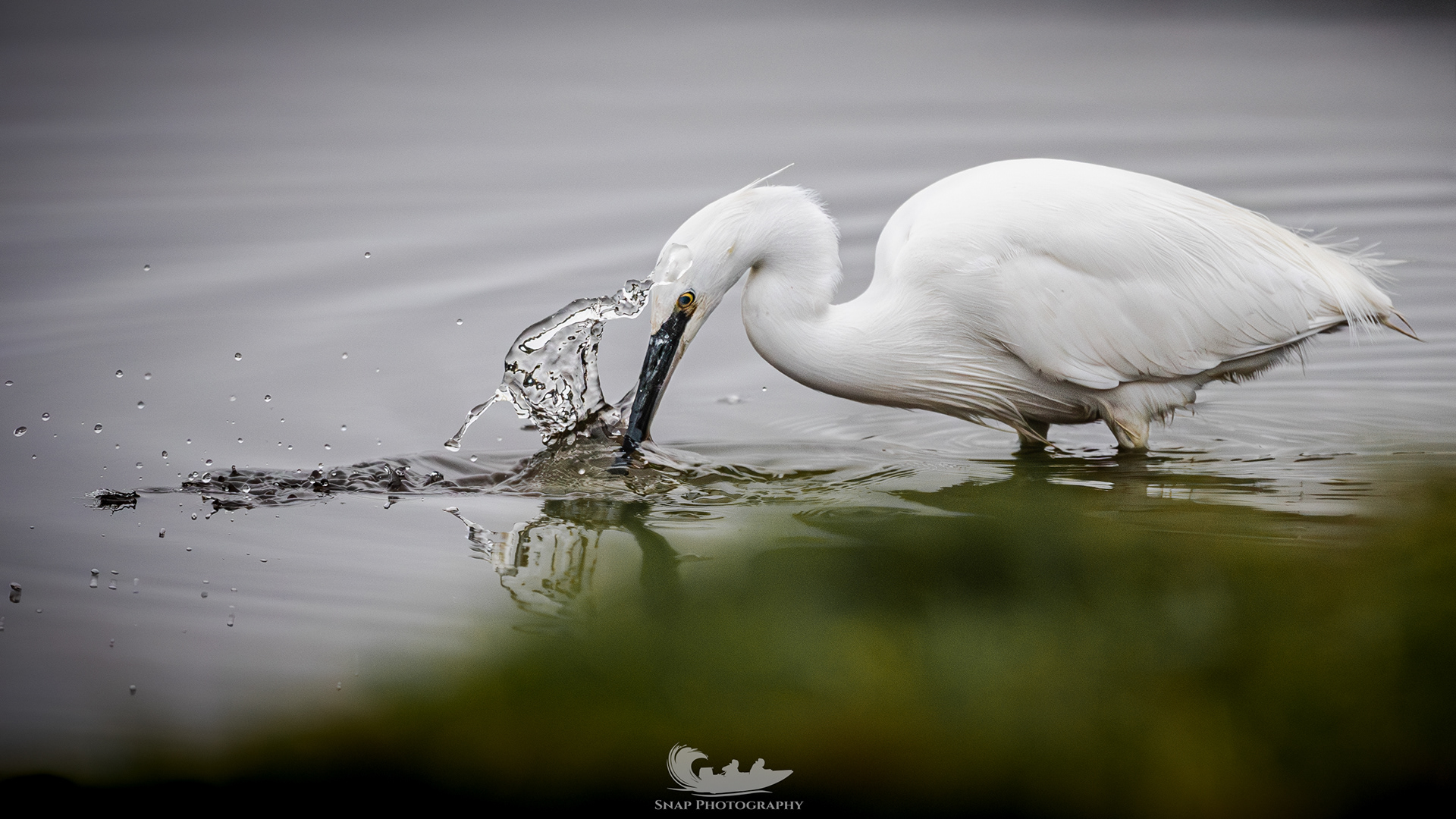 Little Egret 