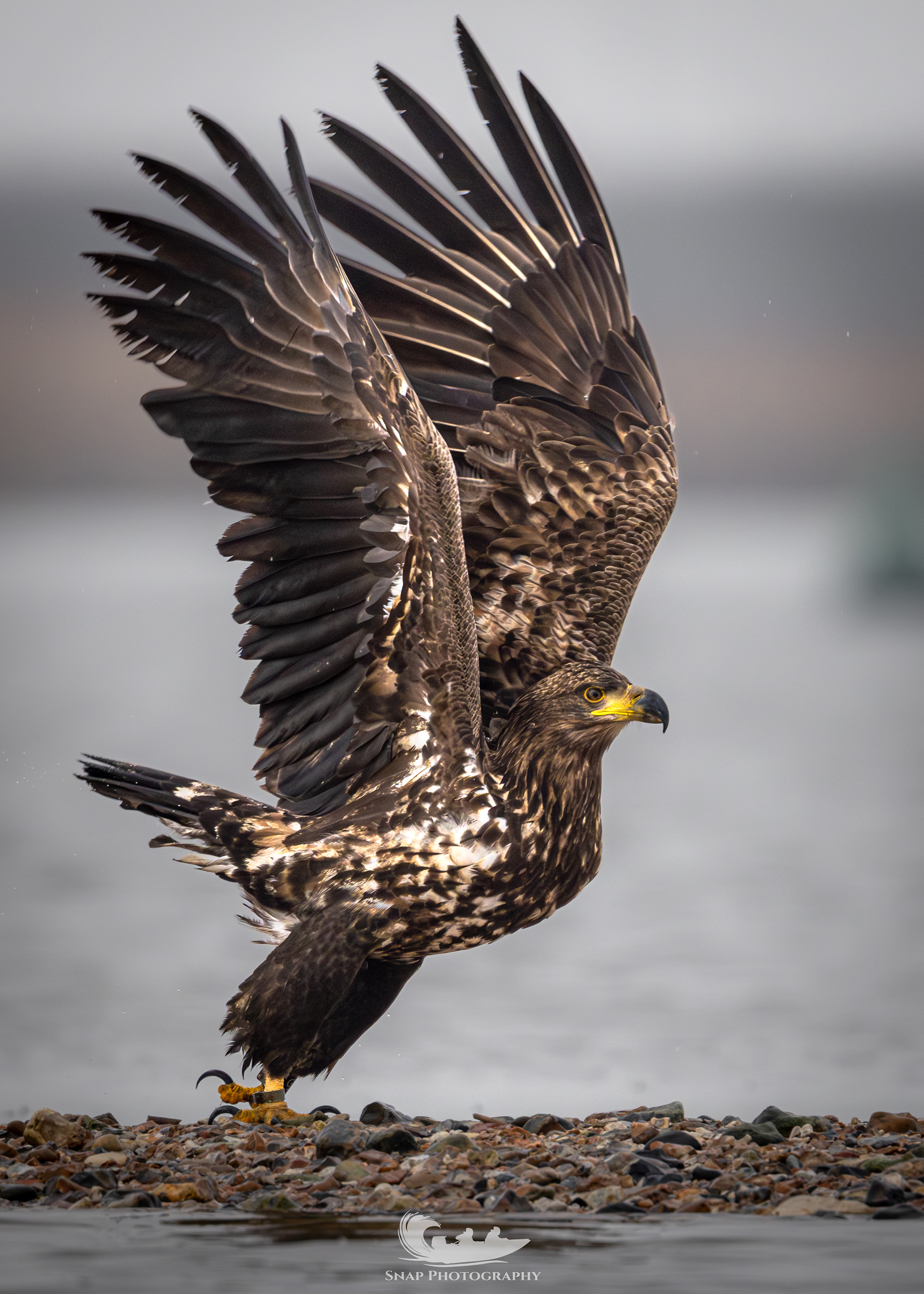 Christchurch harbour White Tailed Eagles