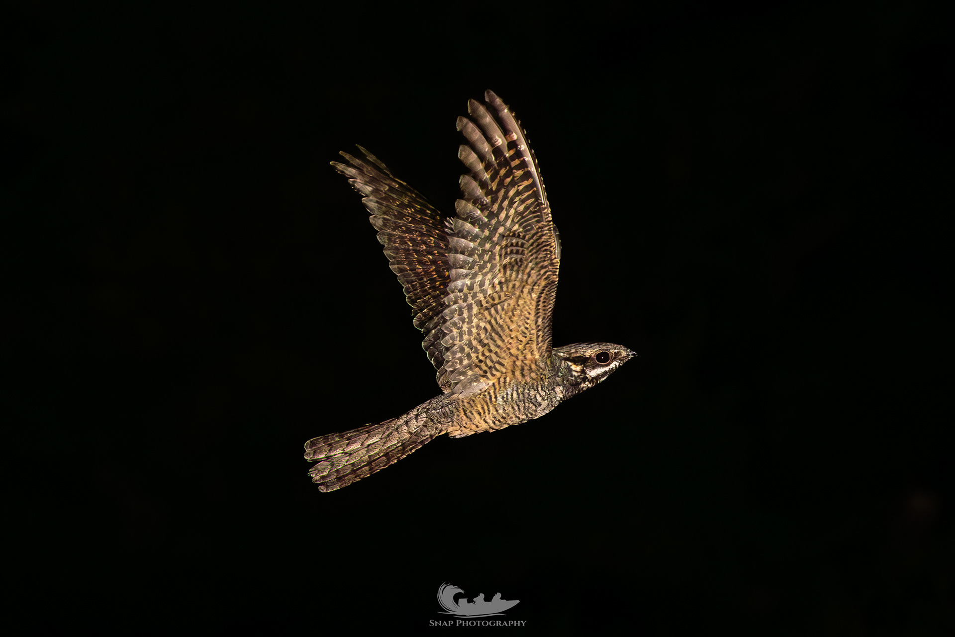 Female Nightjar