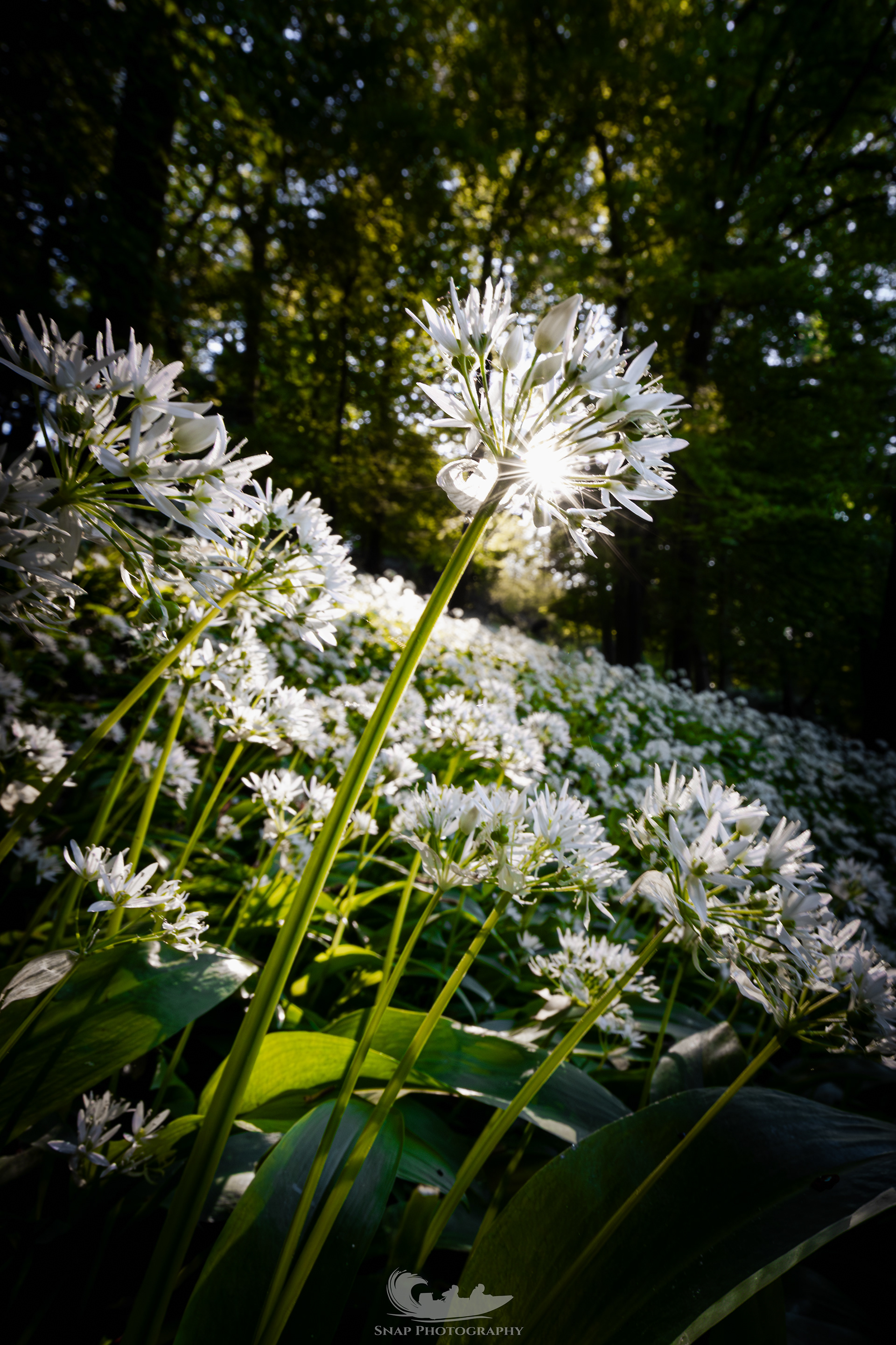 Wild Garlic Meadow