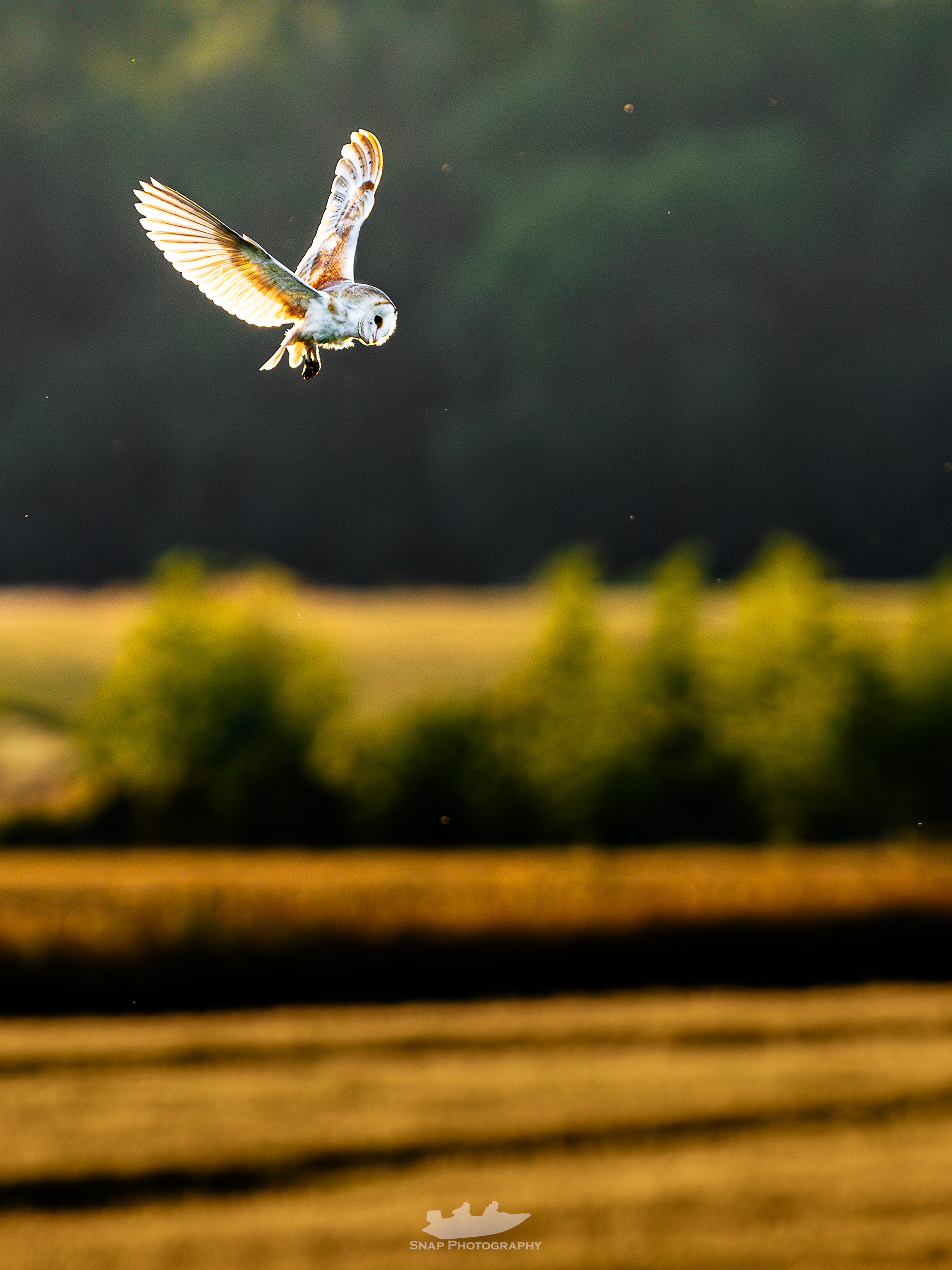 My first Barn Owl. 