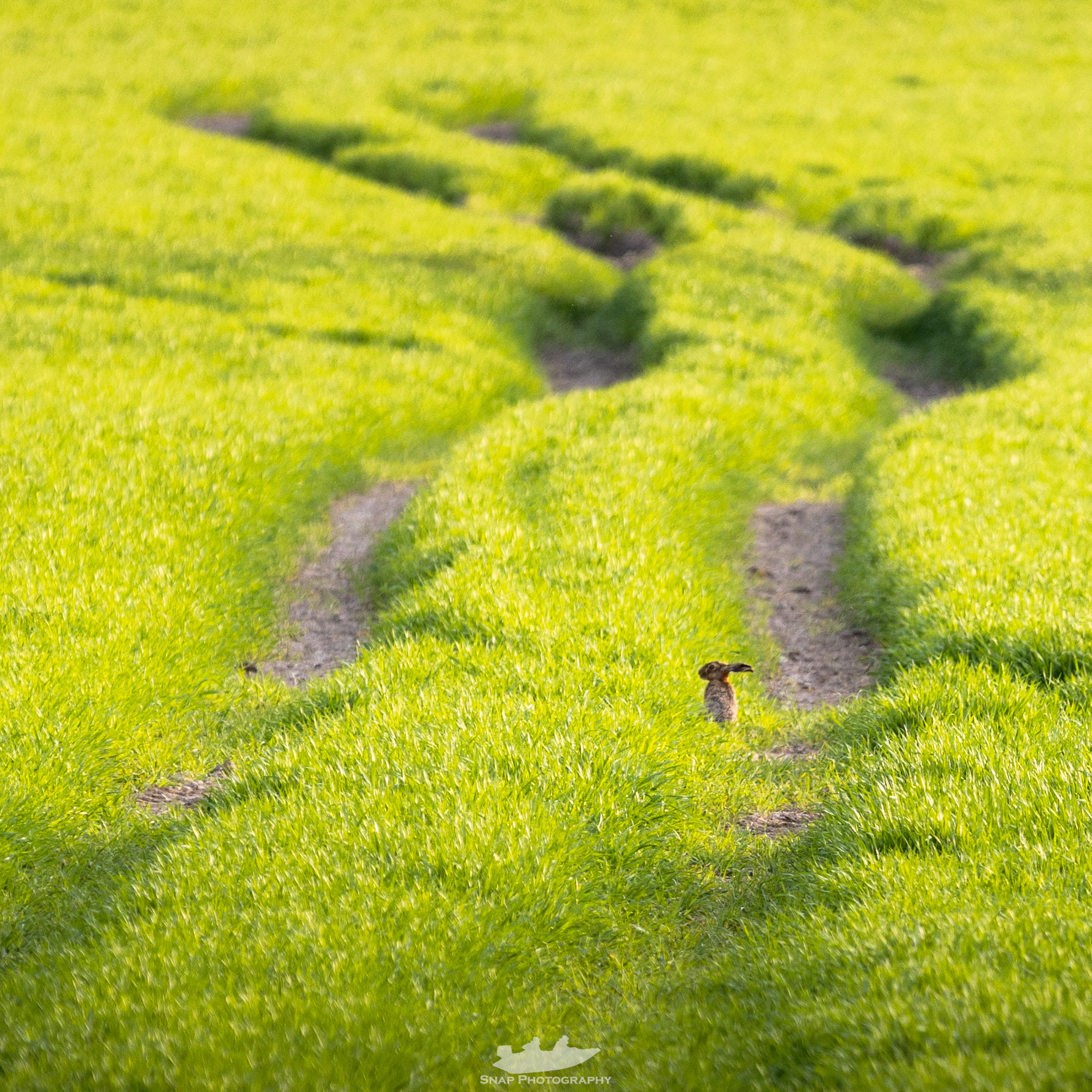 Hare