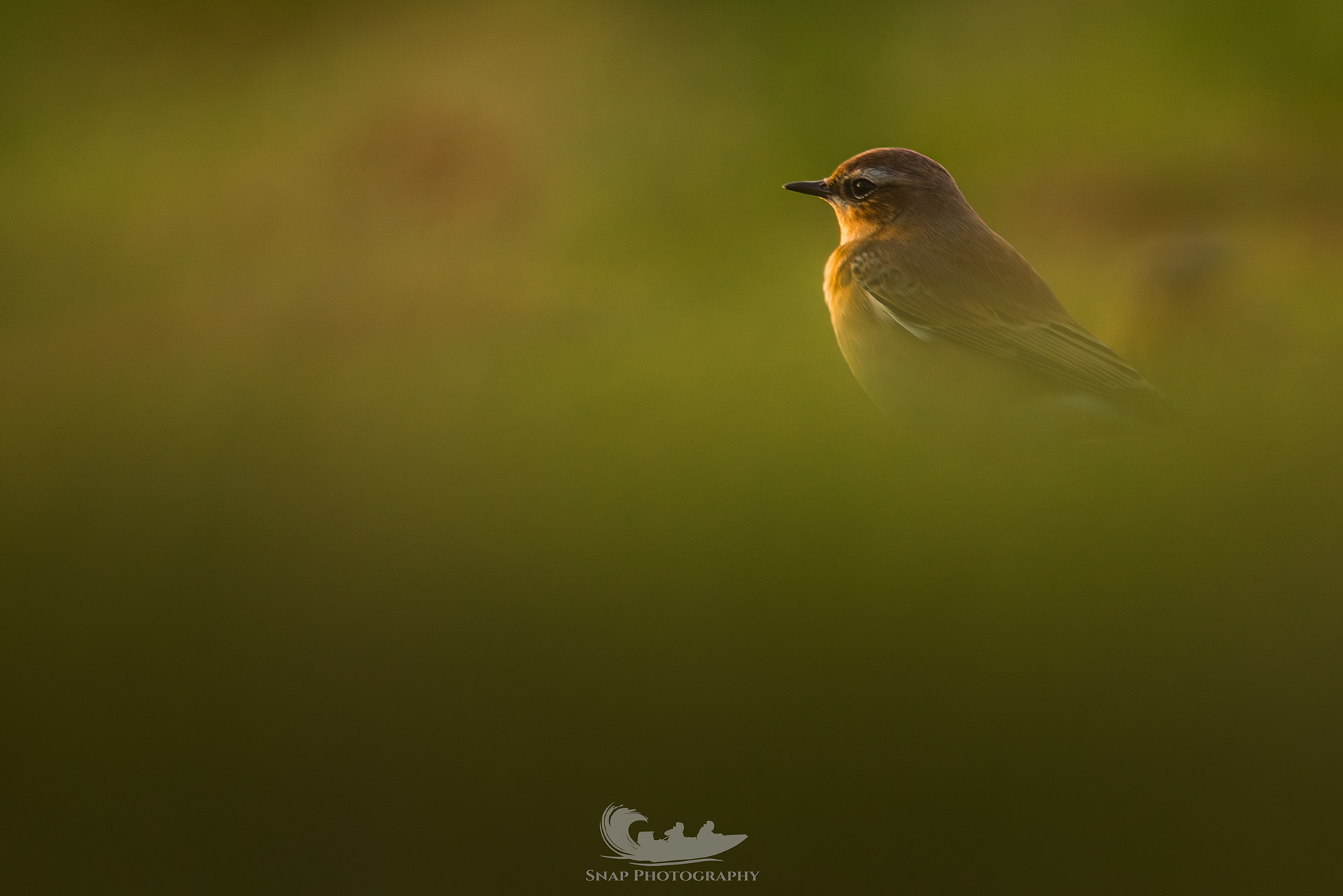 Wheatear