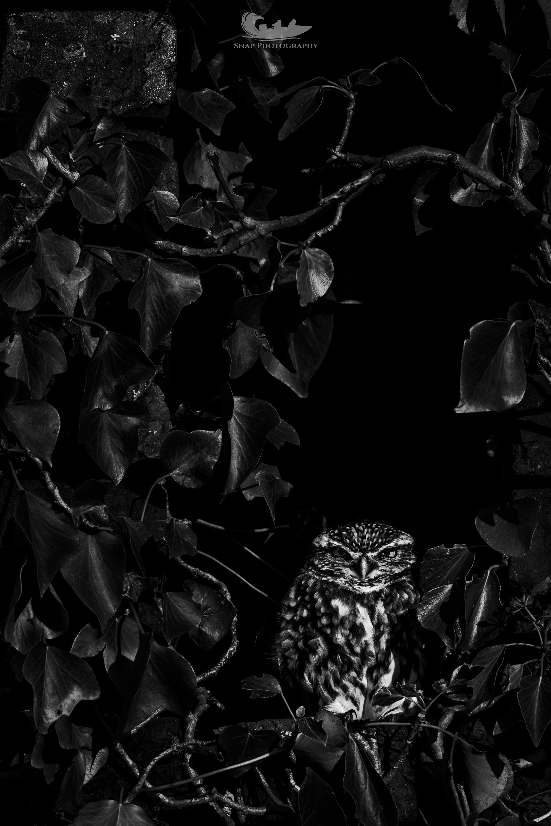 Little Owl