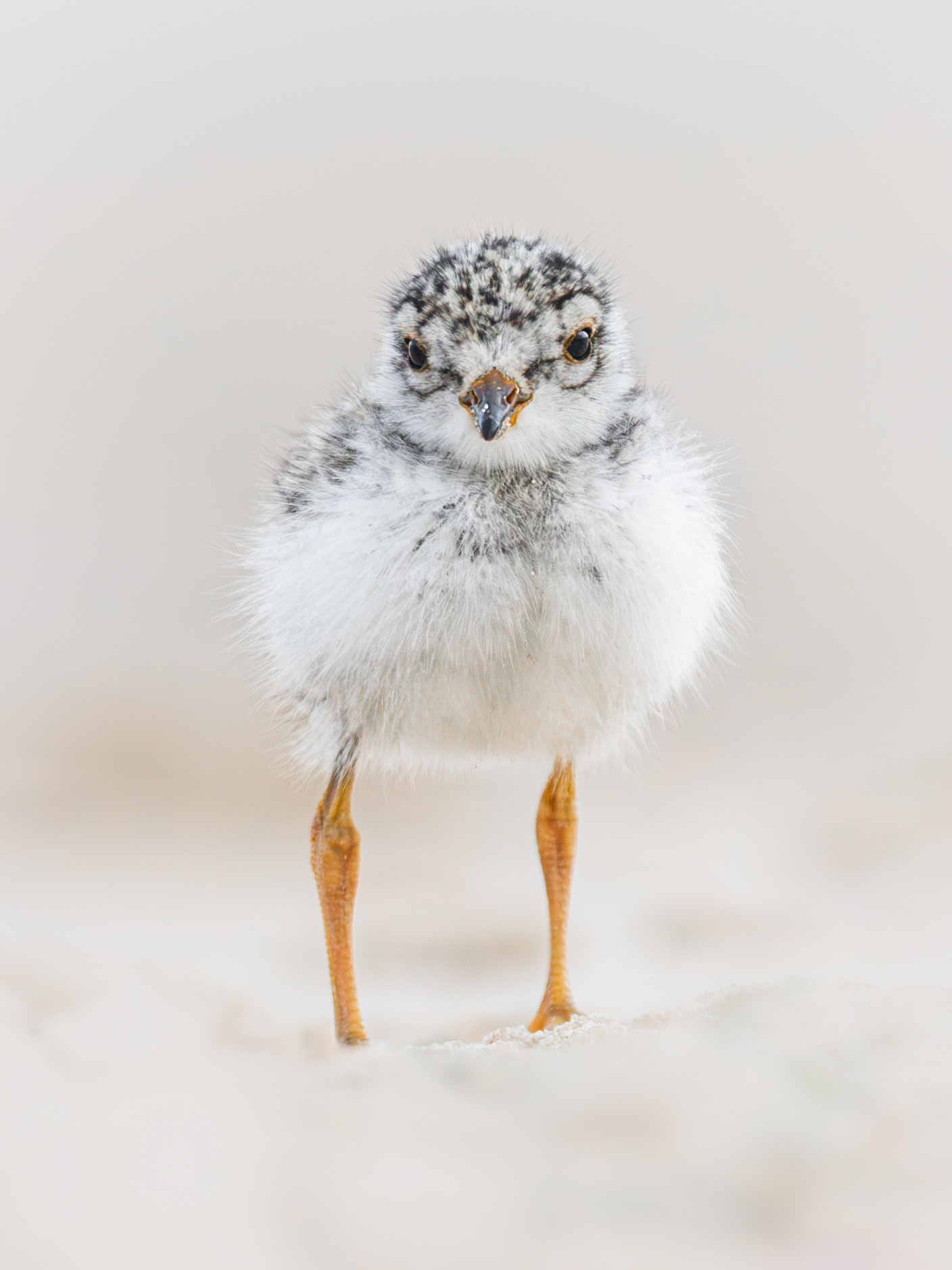 Ringed Plover chicks