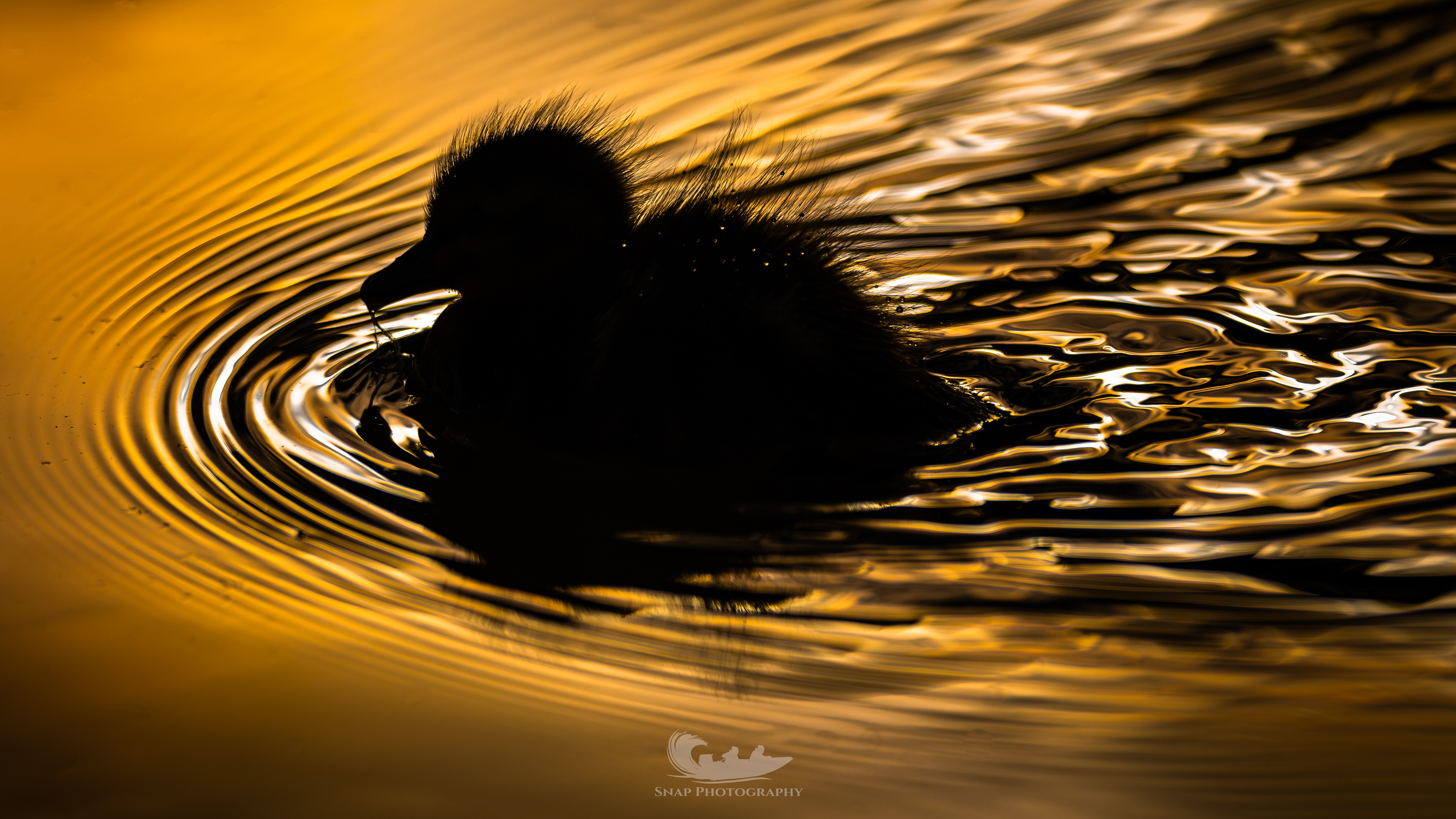 Sunrise ducklings
