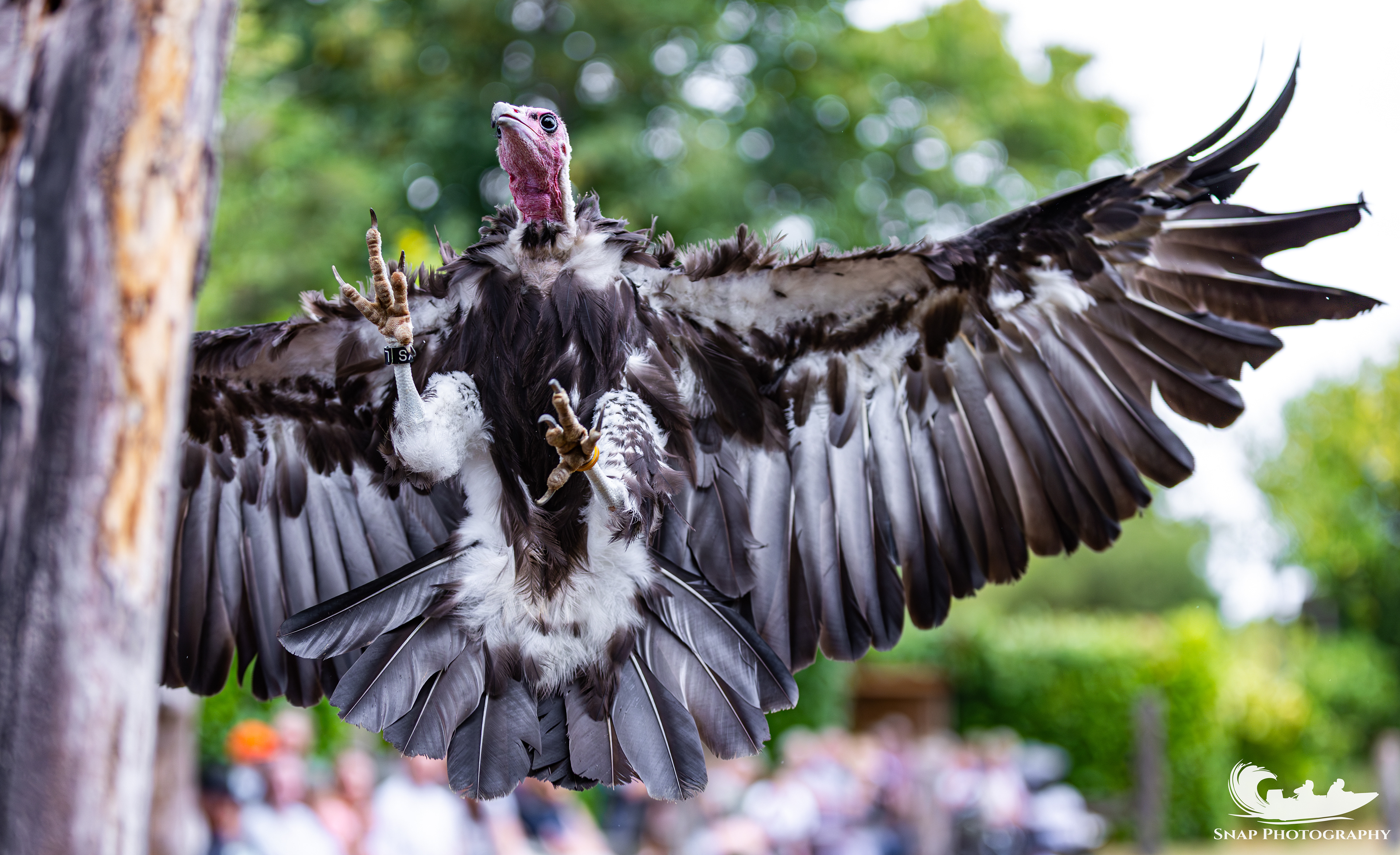 Liberty's owl and raptor centre