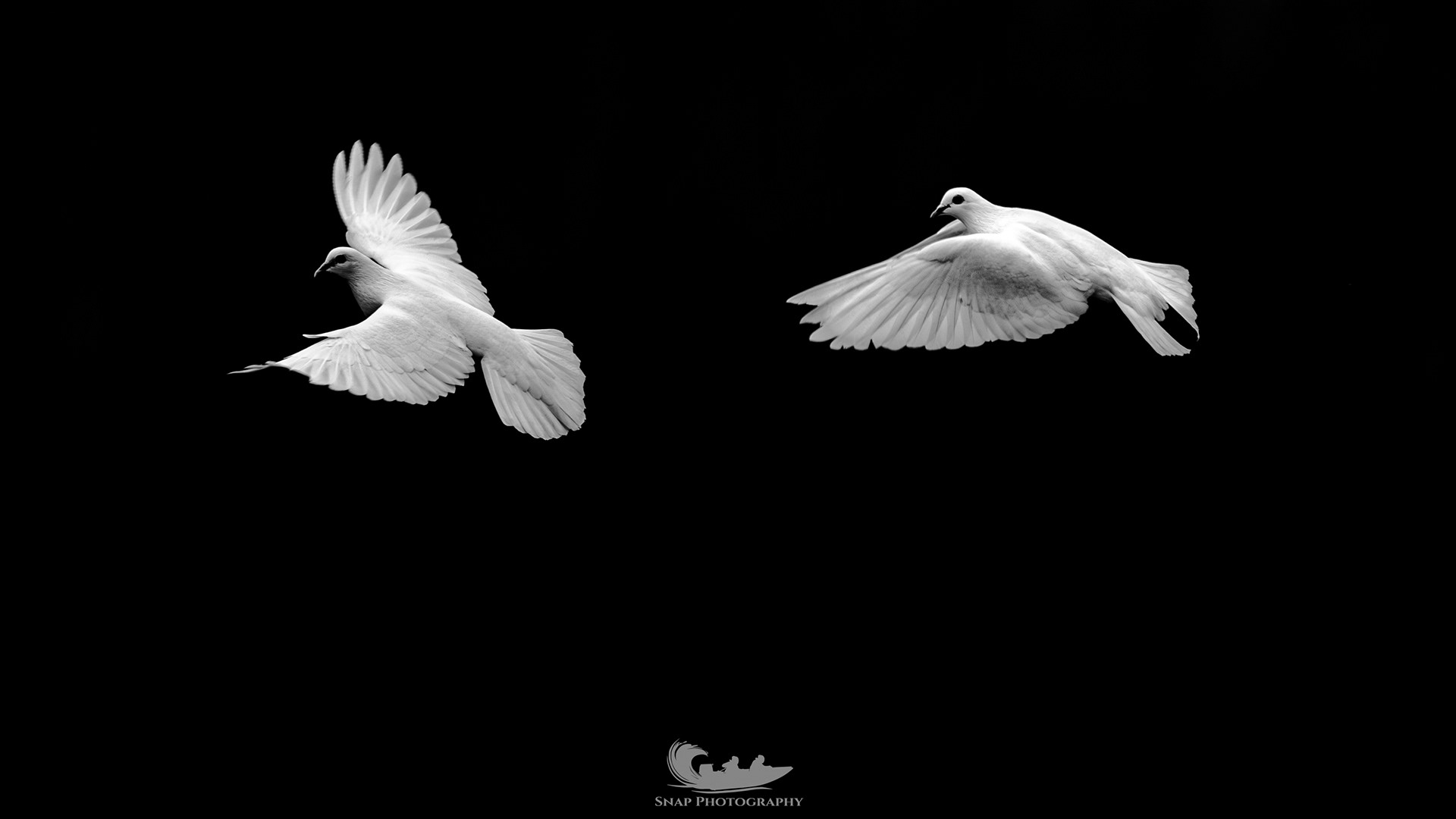 White Pigeon