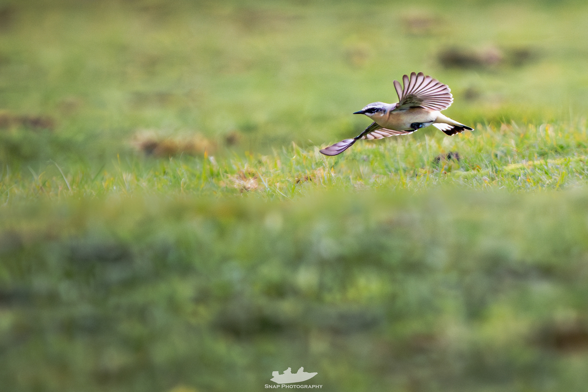 Wheatear