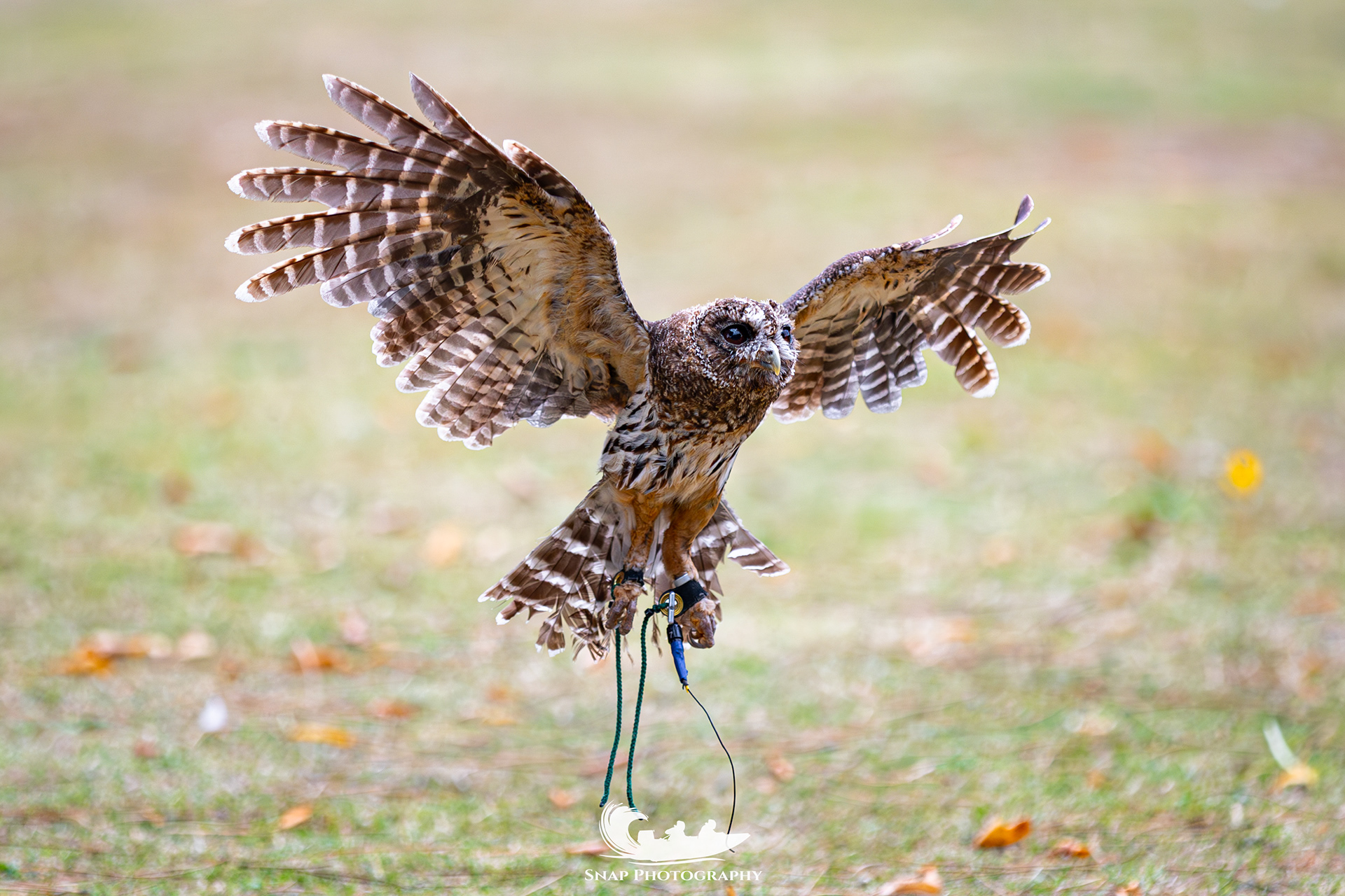 Liberty's owl and raptor centre