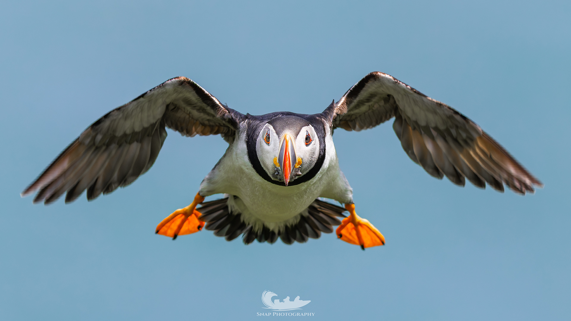 Skomer Island 