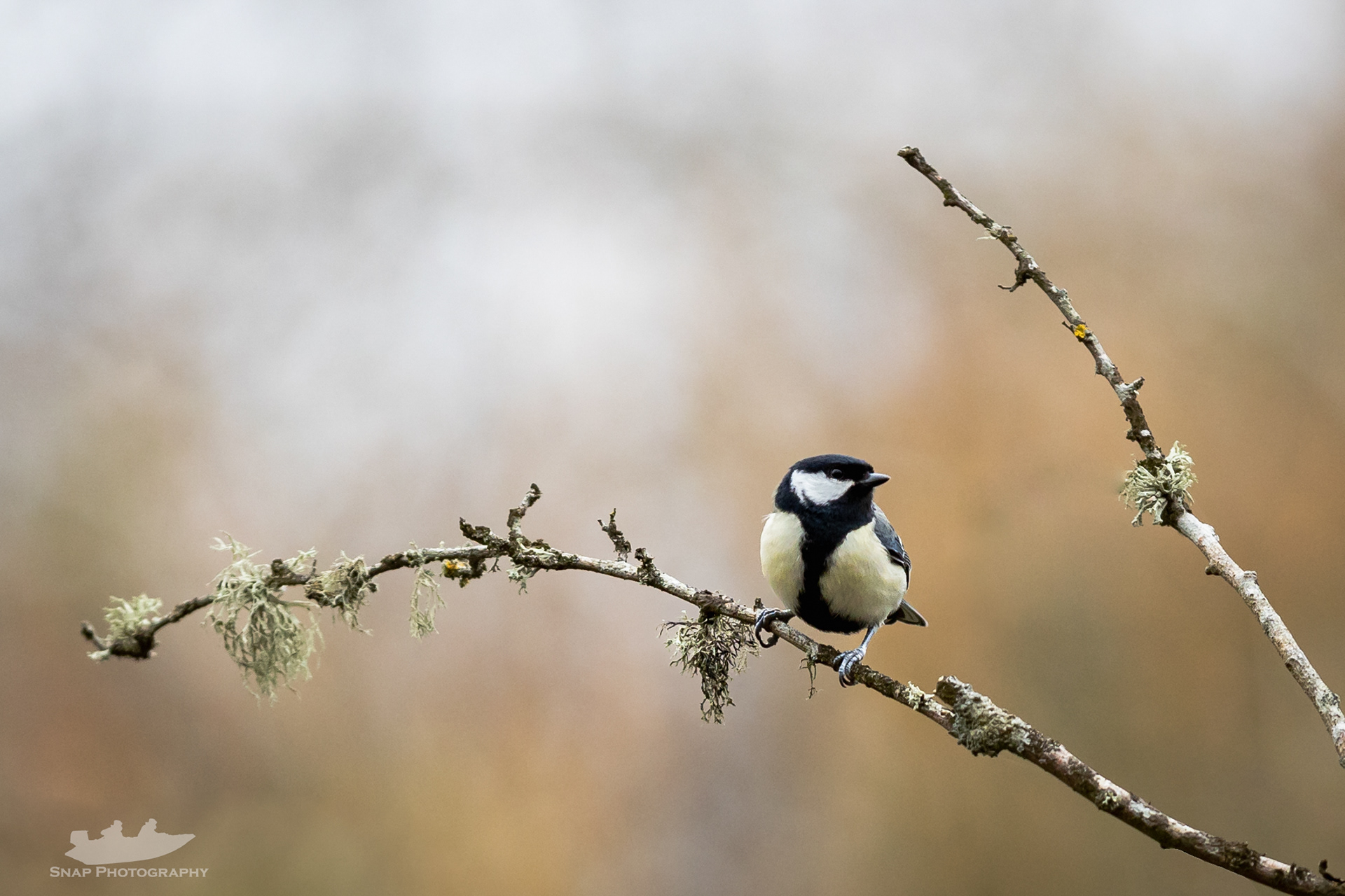 Great Tit