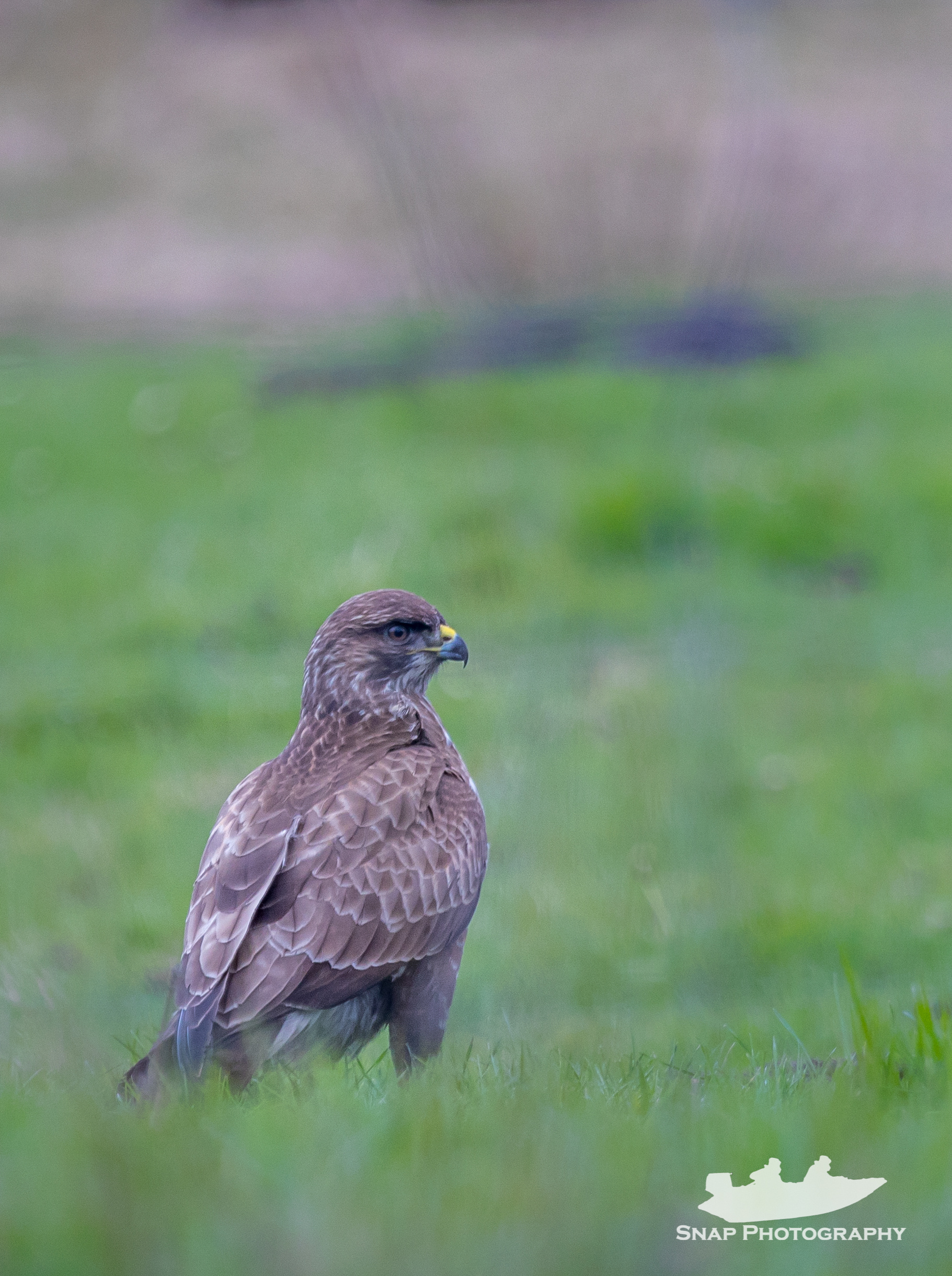 Buzzard