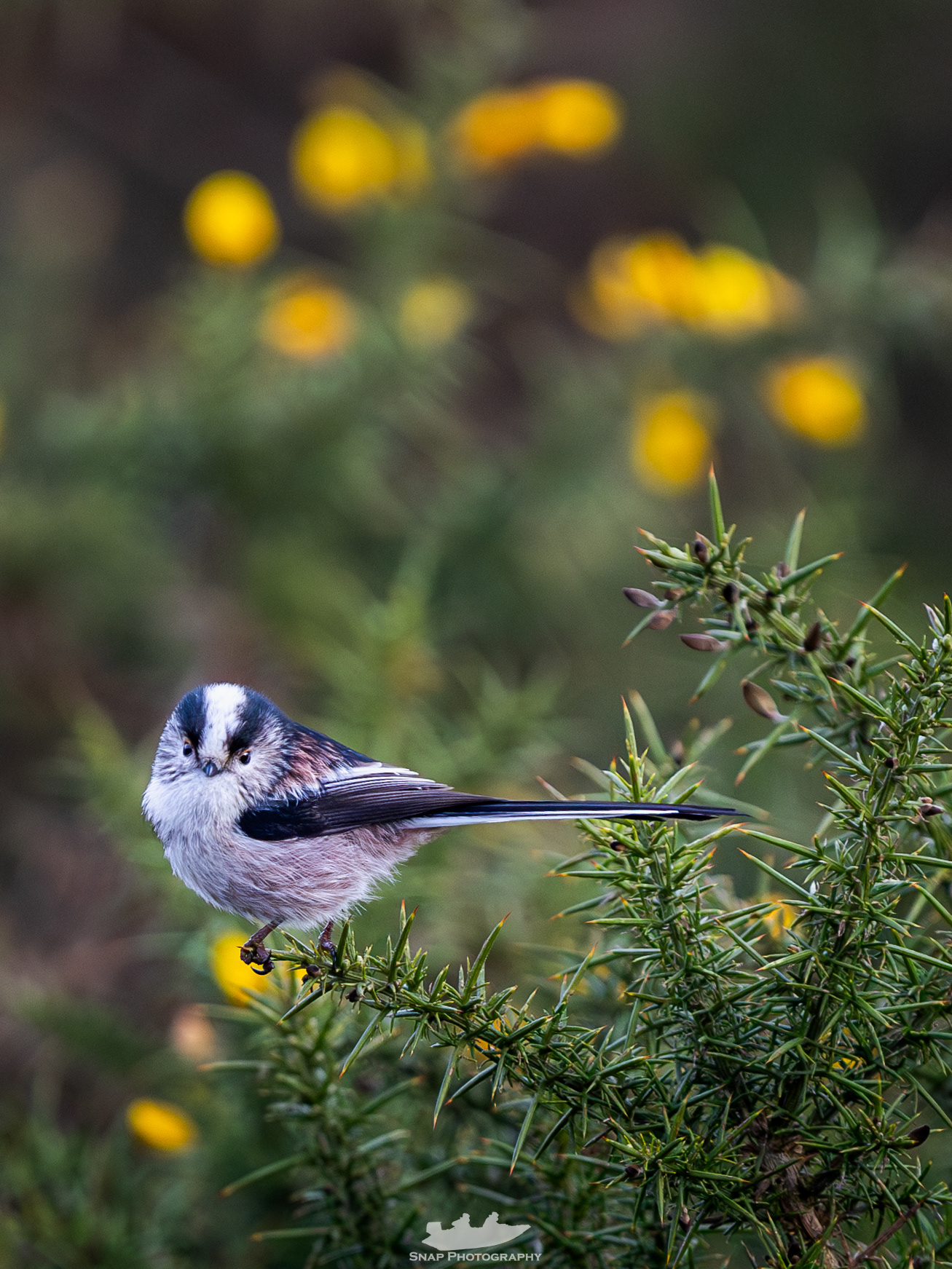 long tailed tit