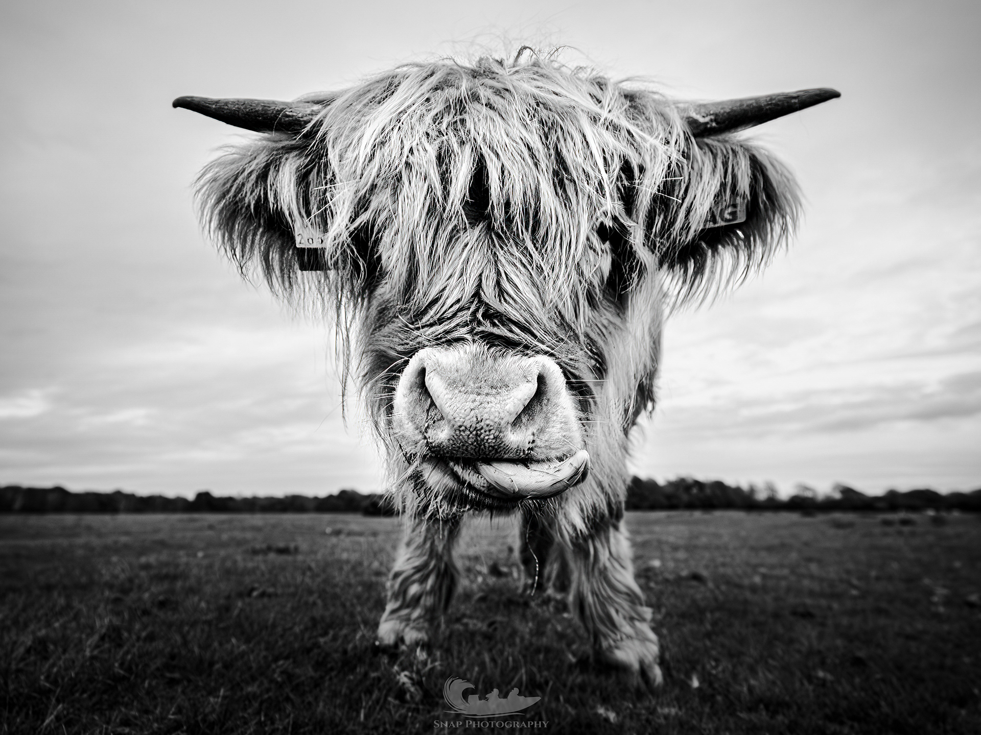 Highland coo