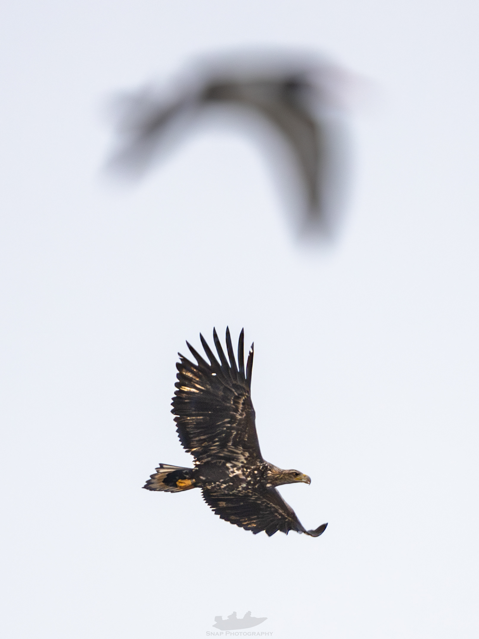 White Tailed Eagle