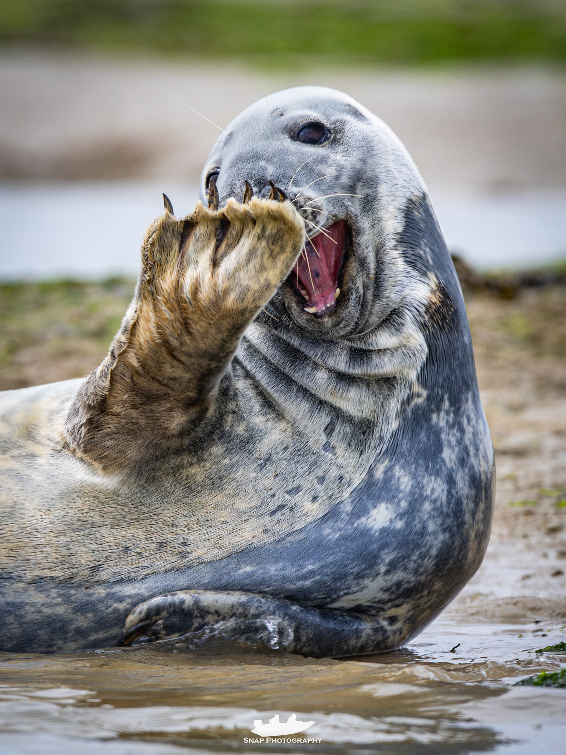 Seal