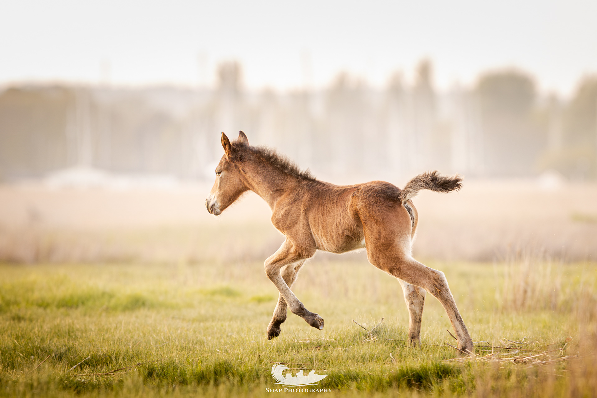 A few day old foal