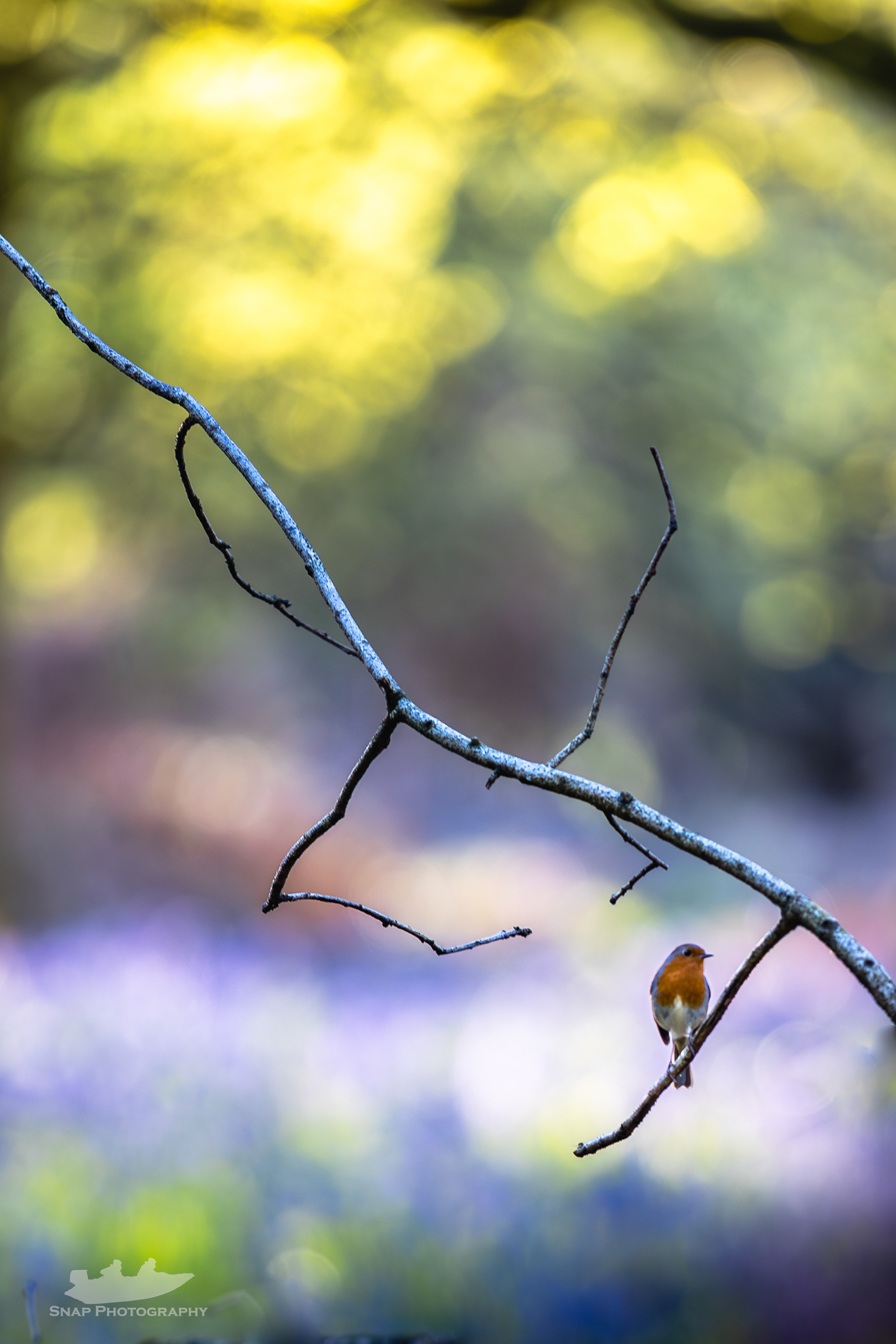 A Robin in a sea of blue