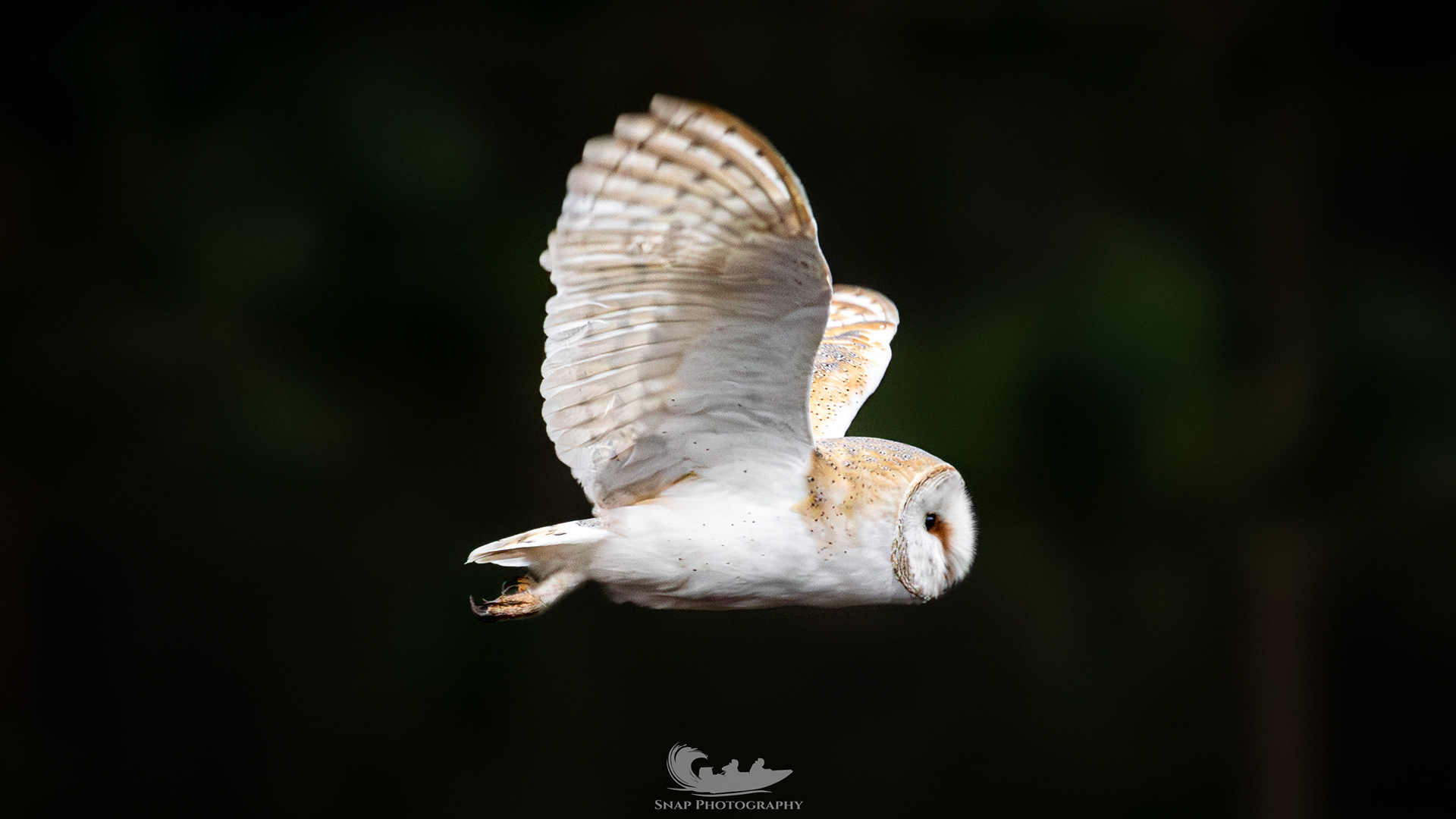 Barn owl