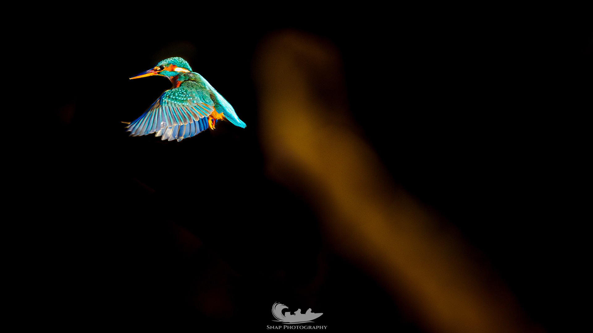 Mrs Kingfisher on the hunt