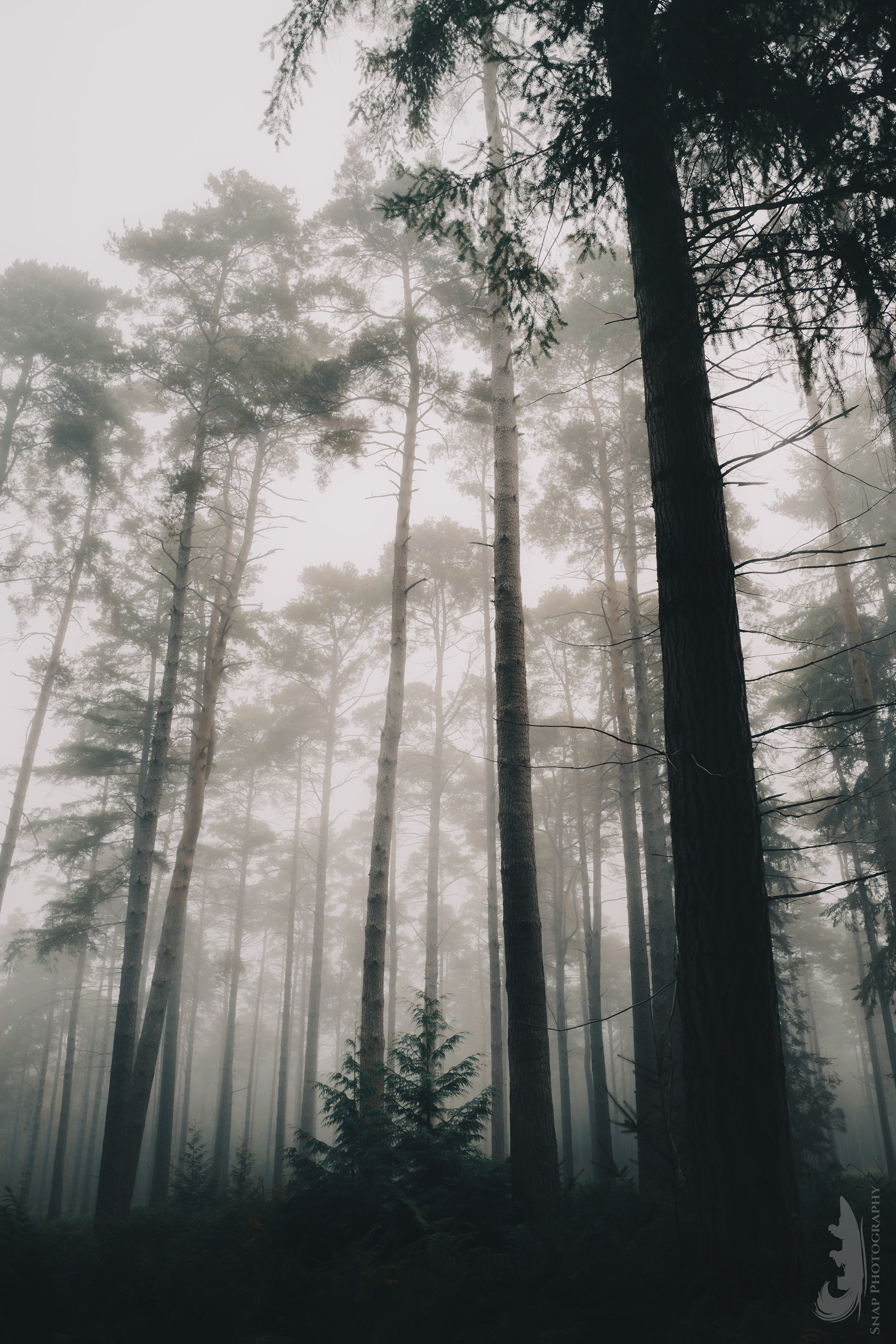 New Forest mist